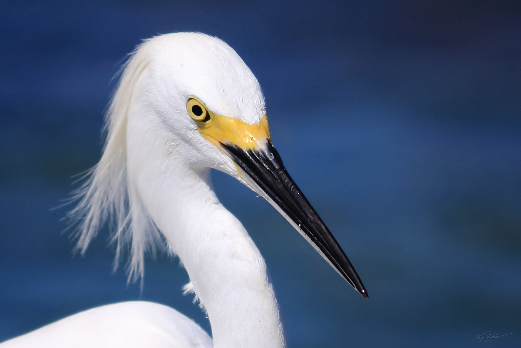 Canon EOS 100D (EOS Rebel SL1 / EOS Kiss X7) sample photo. Snowy egret at the beach photography