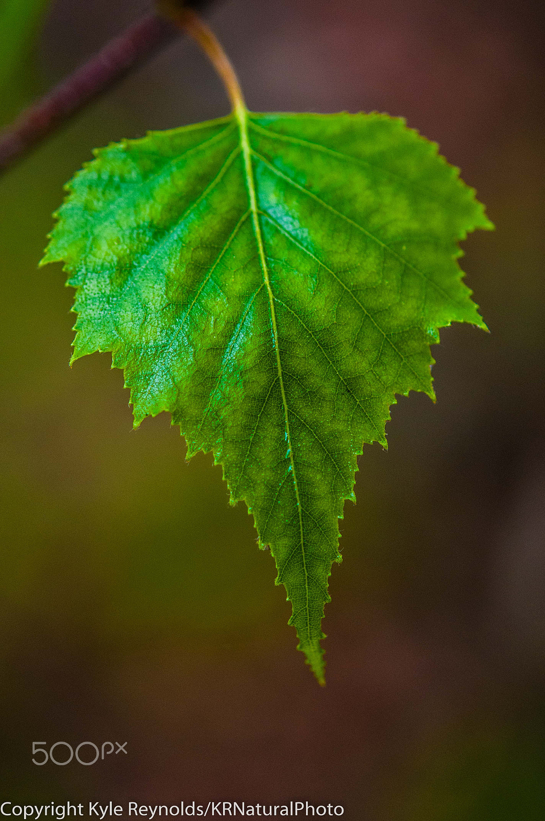 Nikon AF-S Micro-Nikkor 60mm F2.8G ED sample photo. Details photography