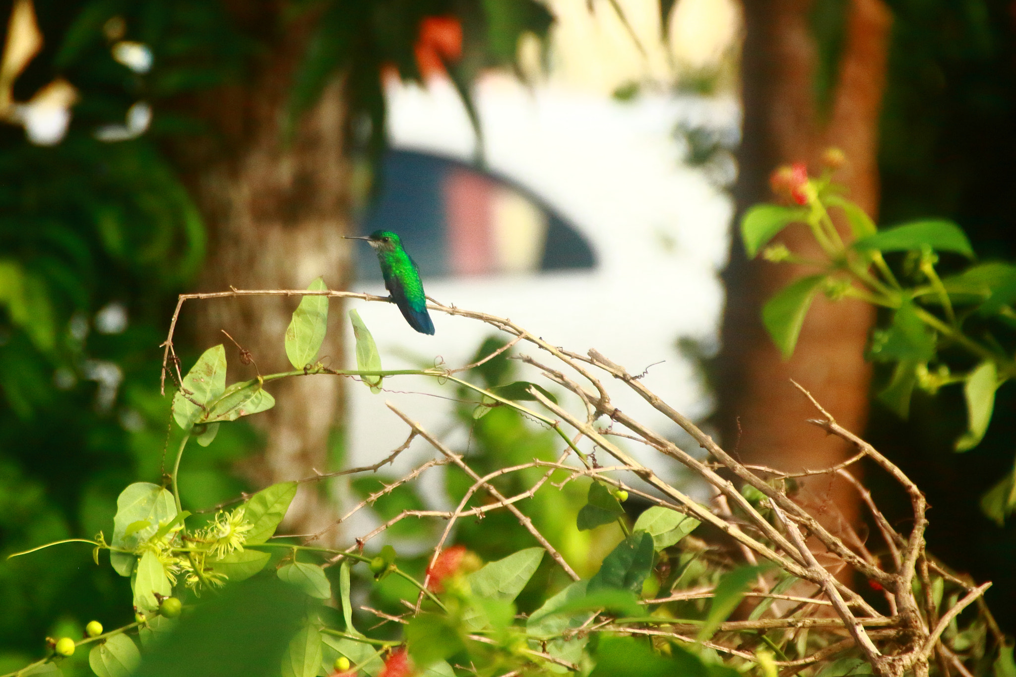 Canon EOS 1100D (EOS Rebel T3 / EOS Kiss X50) sample photo. Colibri sur lantana photography