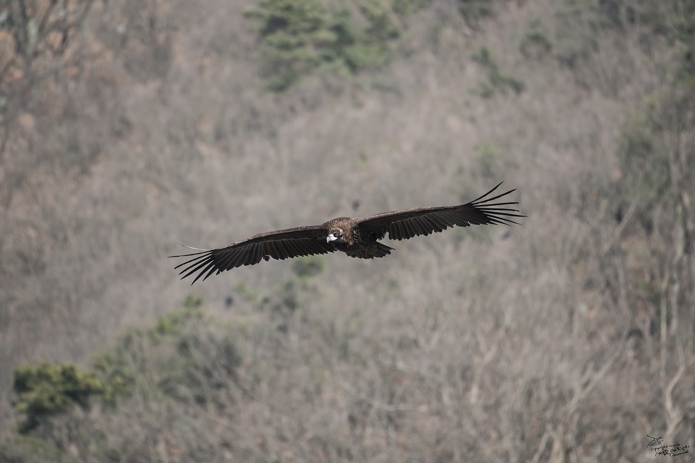 Nikon AF-S Nikkor 200-500mm F5.6E ED VR sample photo. Flying high photography