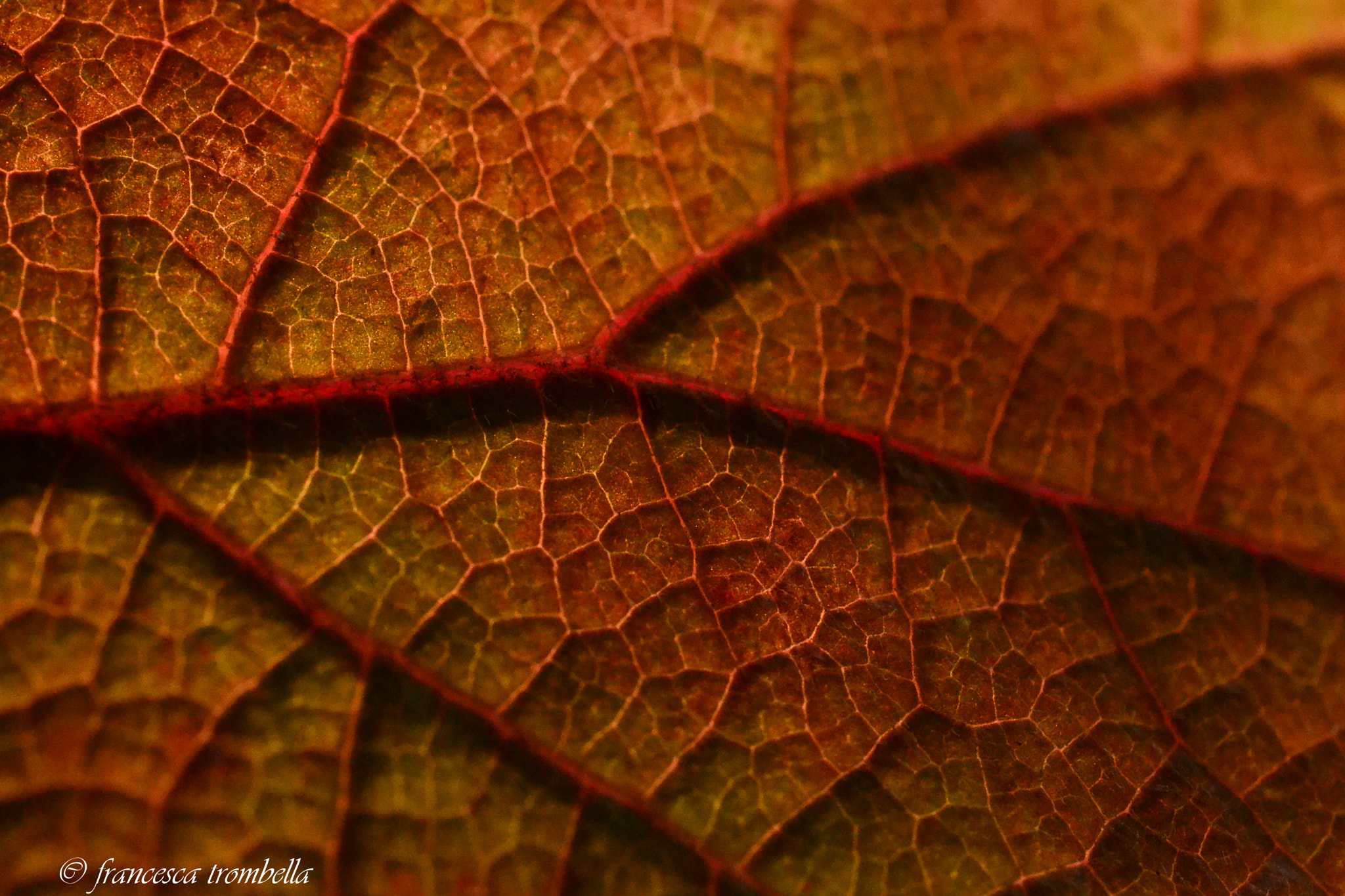 Nikon AF-S DX Micro Nikkor 40mm F2.8 sample photo. Da vicino photography