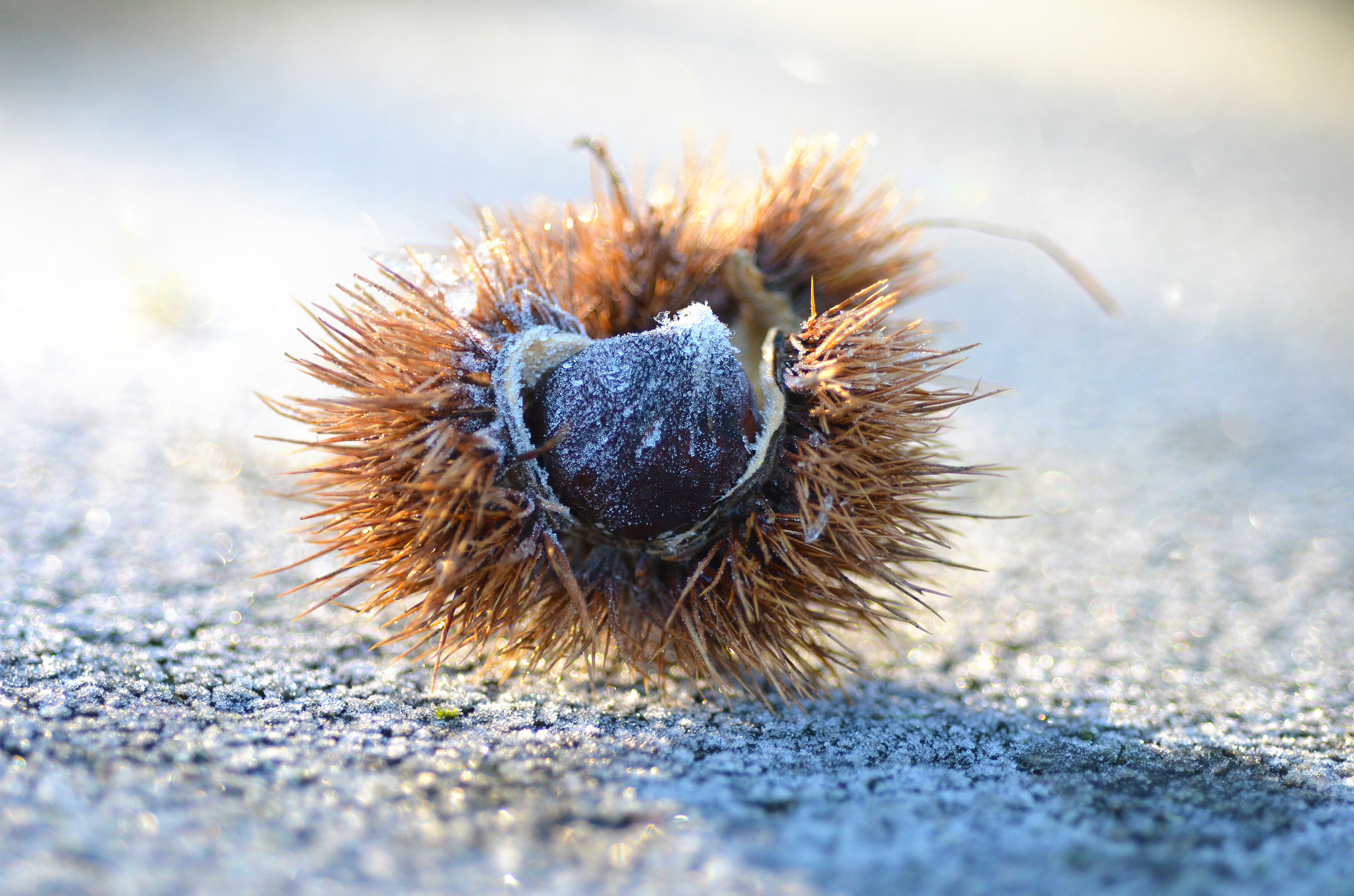 Nikon D7000 + Nikon AF Micro-Nikkor 60mm F2.8D sample photo. Chestnut in cold photography