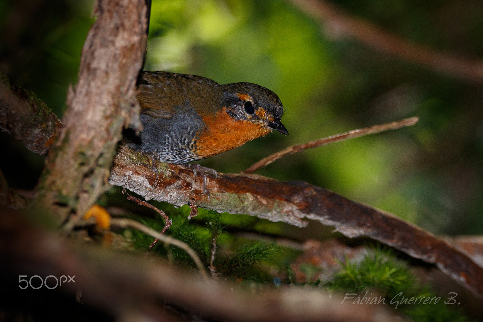 Sigma 150-600mm F5-6.3 DG OS HSM | C sample photo. Hi! 2 photography