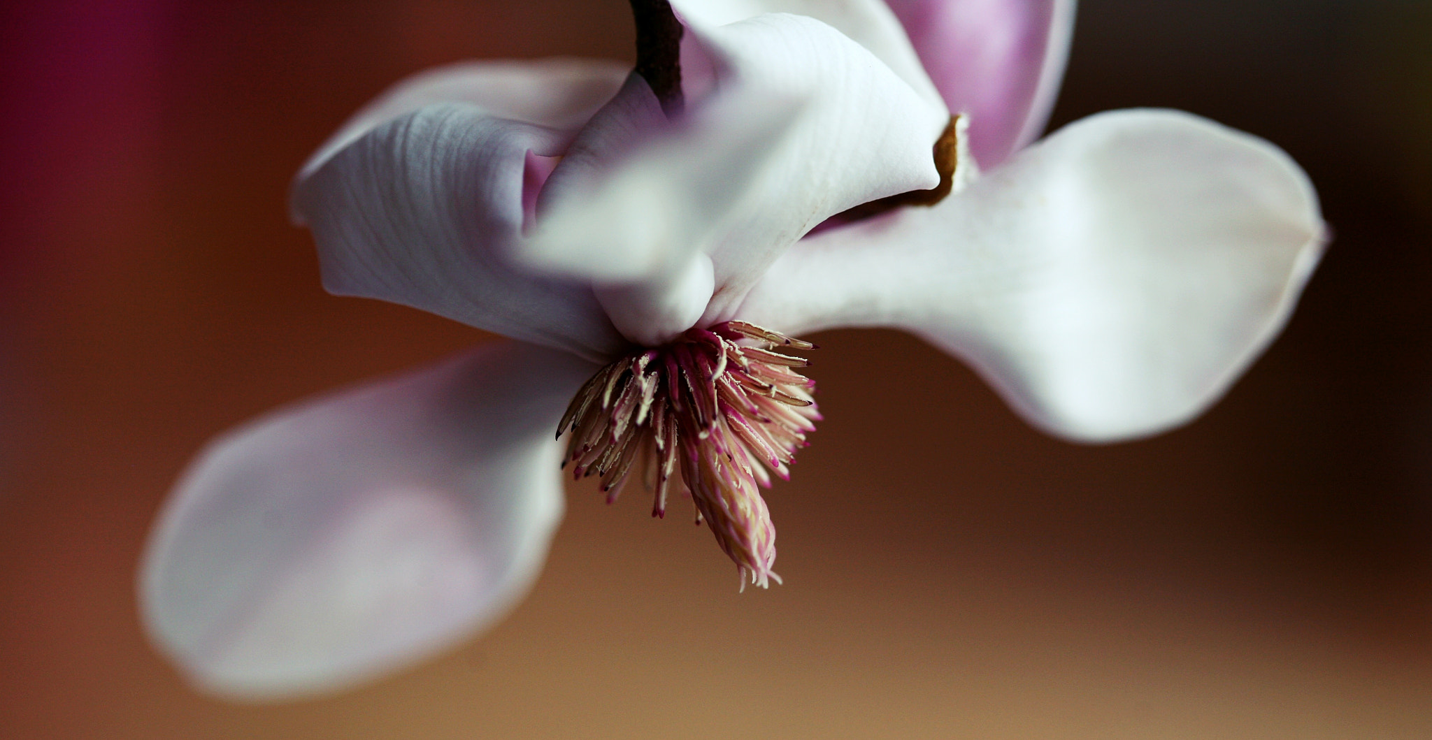 Canon EOS 5D sample photo. Sweet magnolia photography