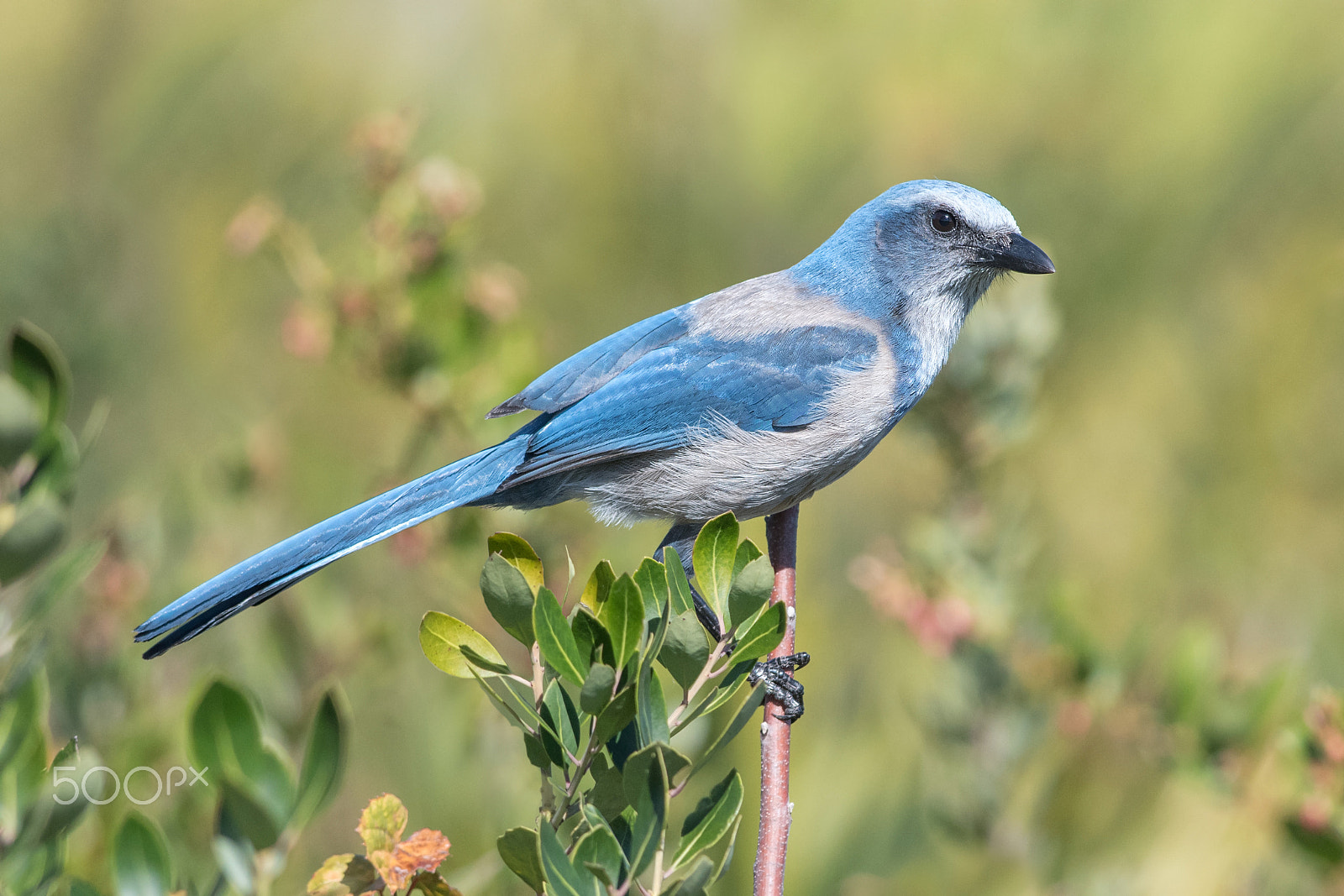 Nikon D500 + Nikon AF-S Nikkor 300mm F4D ED-IF sample photo. Florida scrub-jay photography