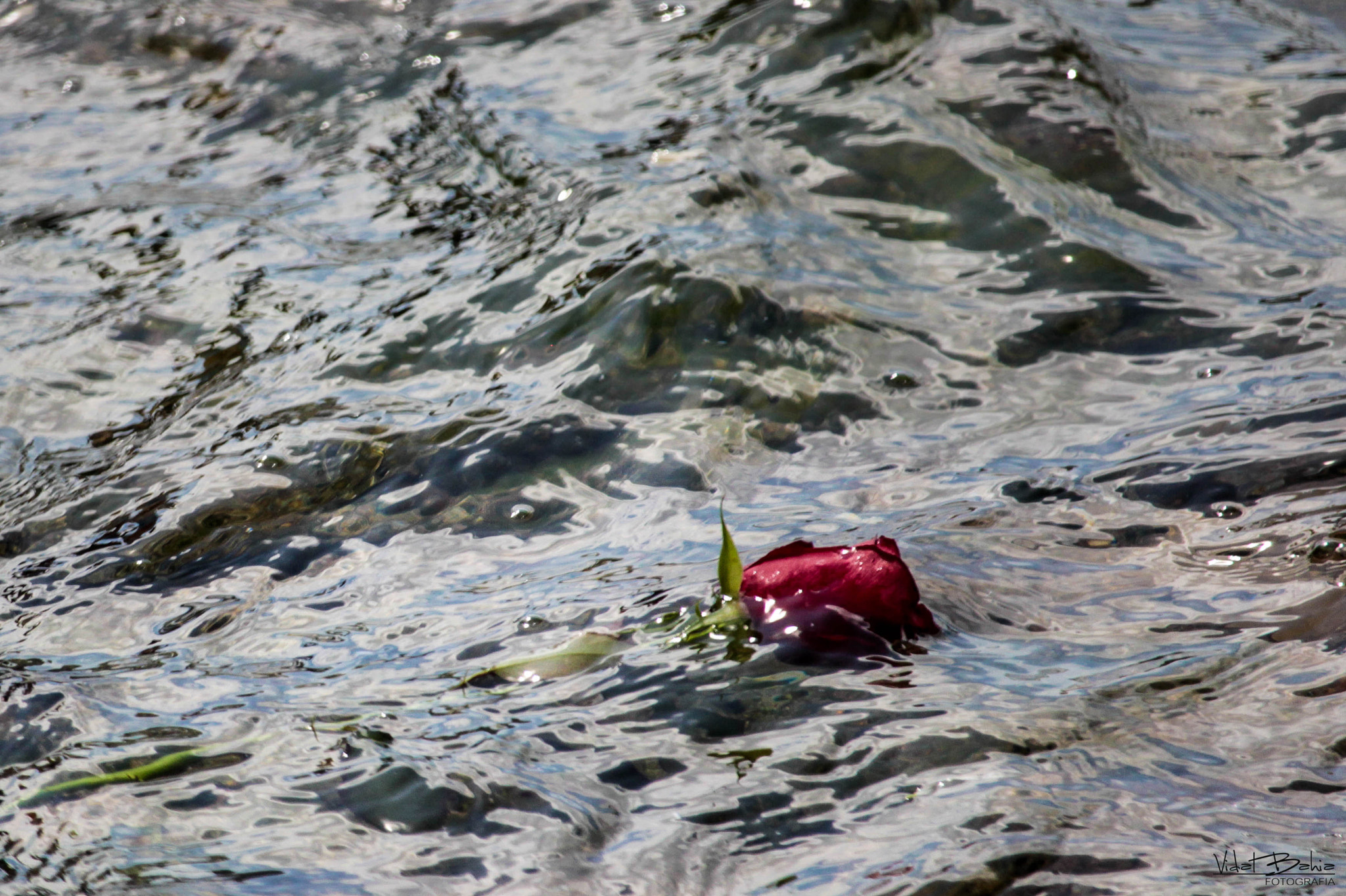 Canon EF-S 55-250mm F4-5.6 IS STM sample photo