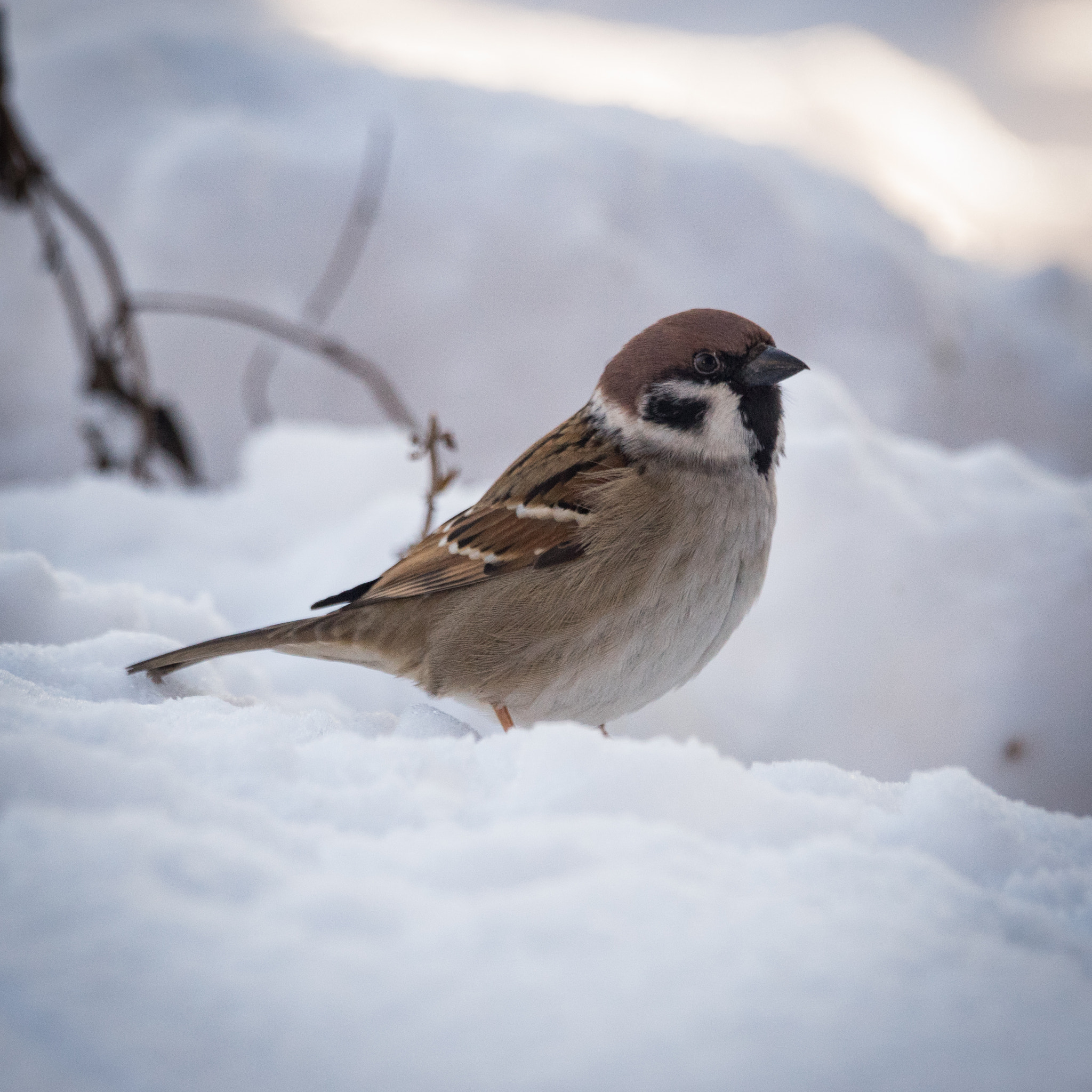 Sony ILCA-77M2 + Sony 70-400mm F4-5.6 G SSM sample photo. Cute little bird photography