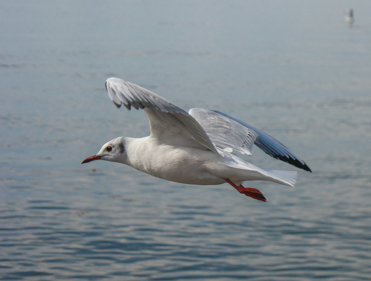 Samsung NX500 + Samsung NX 16-50mm F3.5-5.6 Power Zoom ED OIS sample photo. Black headed gull photography