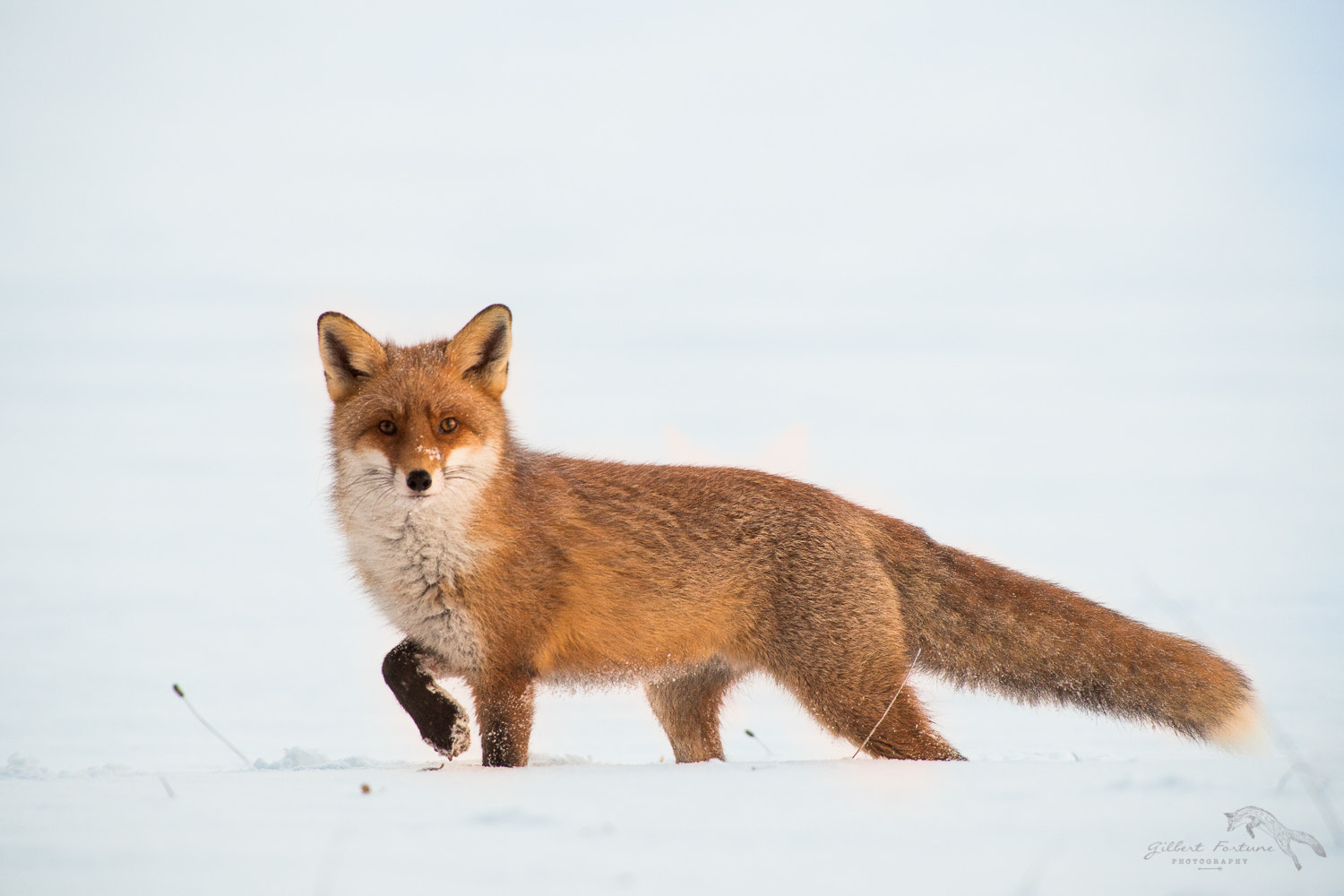 Nikon AF-S Nikkor 300mm F2.8G ED VR II sample photo. En alerte photography