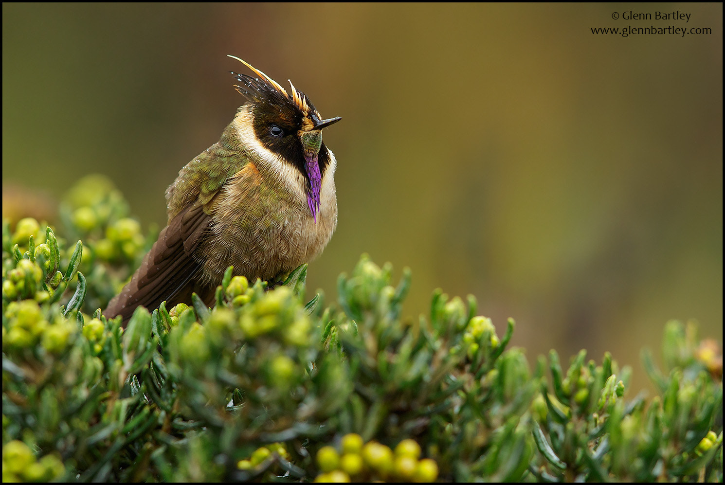 Canon EOS 7D Mark II + Canon EF 600mm F4L IS II USM sample photo. Buffy helmetcrest (oxypogon stuebelii) photography