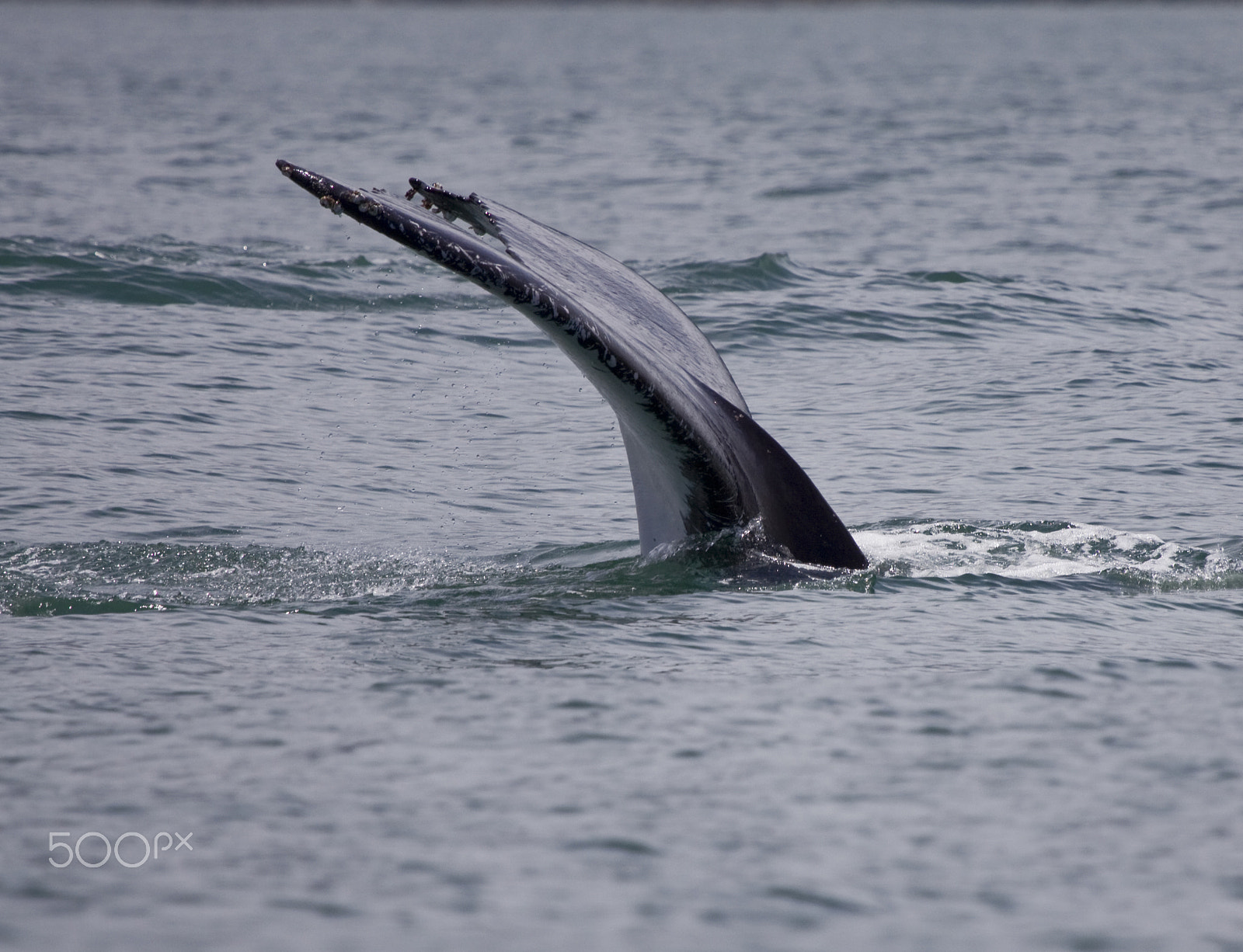Canon EOS 50D + Canon EF 100-400mm F4.5-5.6L IS USM sample photo. Dive! photography
