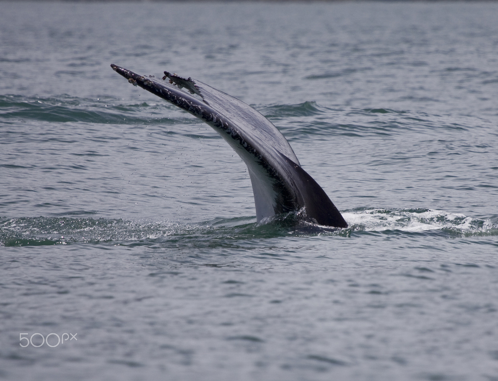 Canon EF 100-400mm F4.5-5.6L IS USM sample photo. Dive! photography