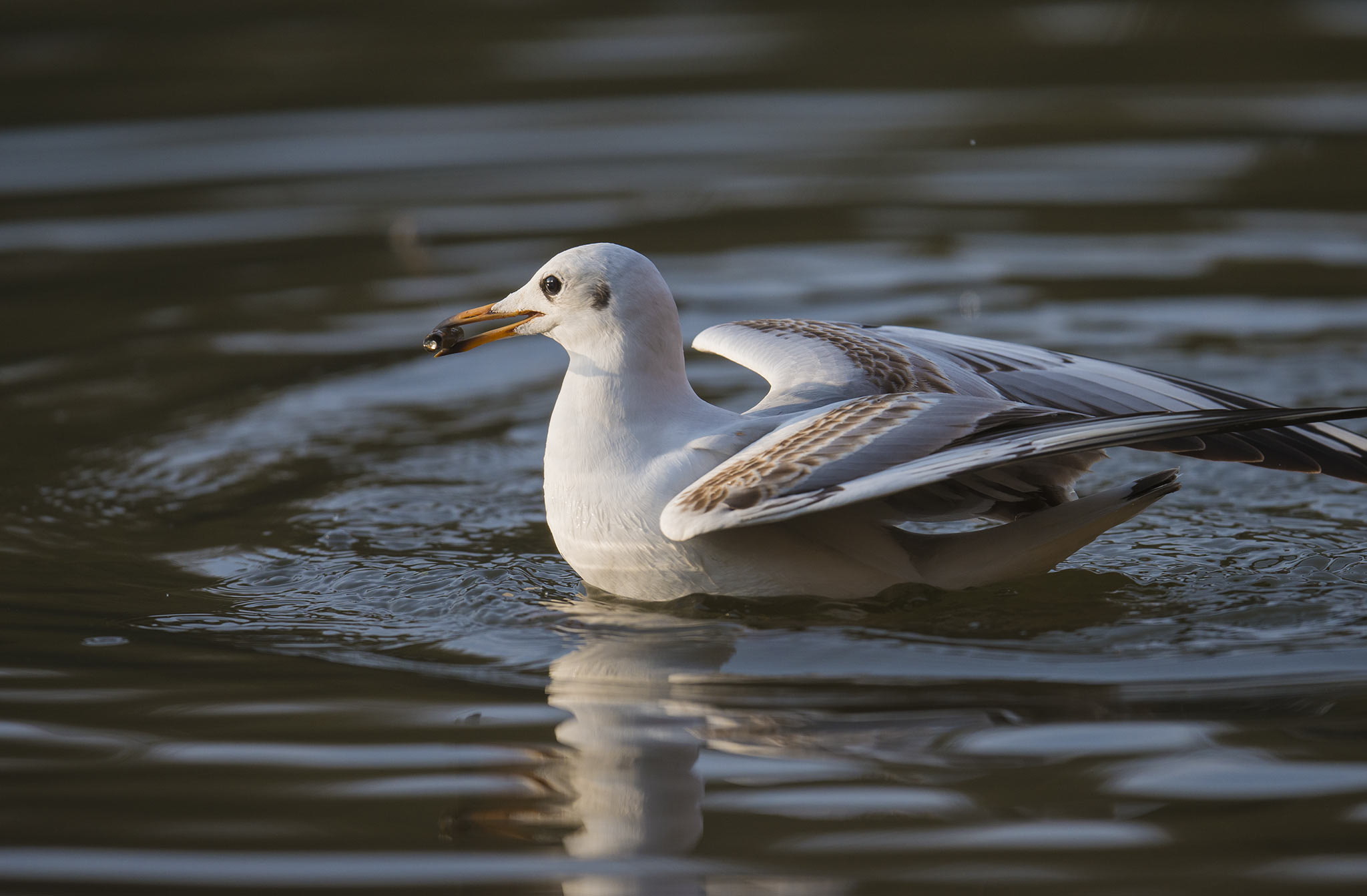 Nikon D800 + Nikon AF-S Nikkor 500mm F4E FL ED VR sample photo. Mouette rieuse (chroicocephalus ridibundus) photography