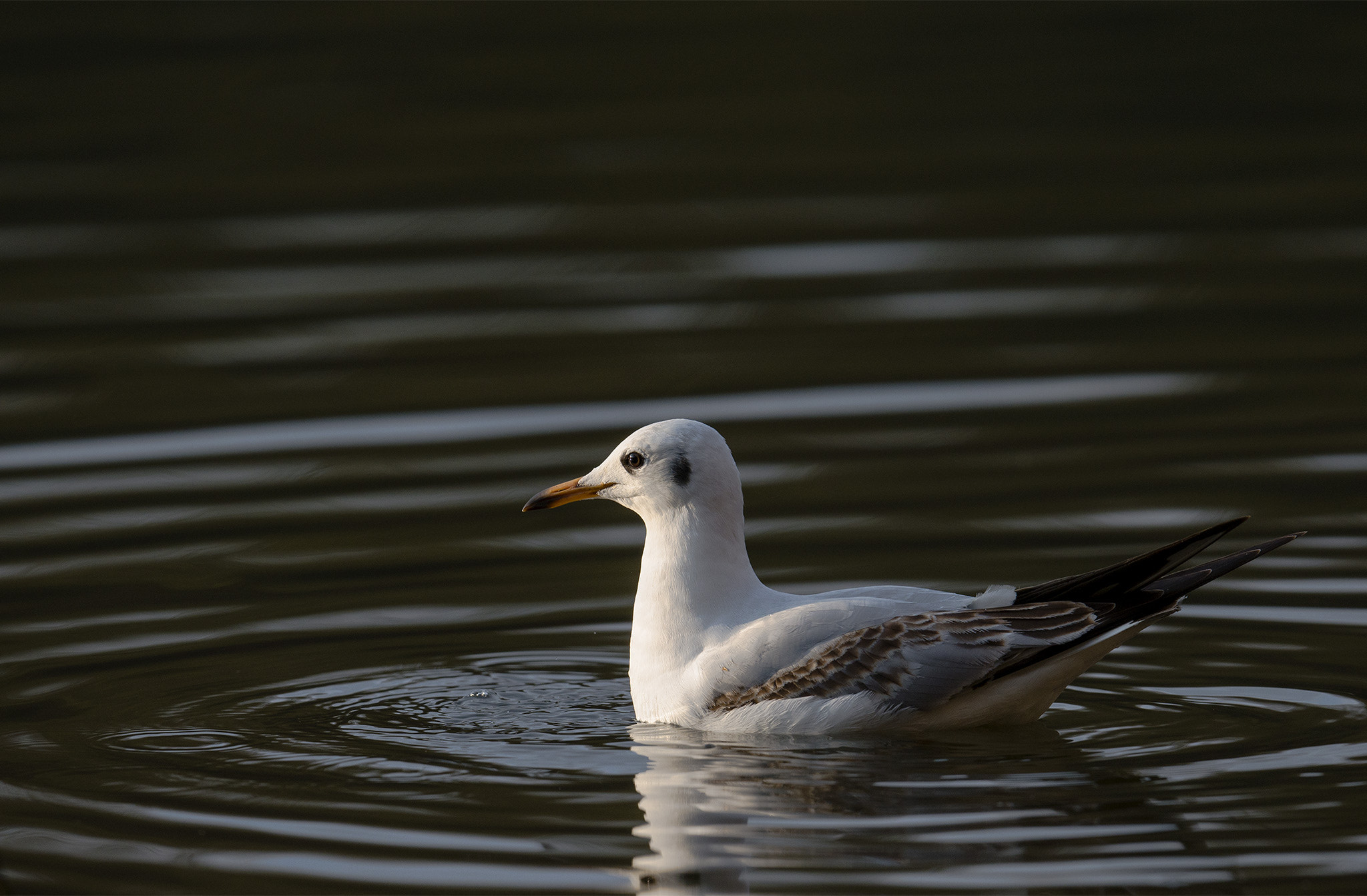 Nikon D800 + Nikon AF-S Nikkor 500mm F4E FL ED VR sample photo. Mouette rieuse (chroicocephalus ridibundus) photography