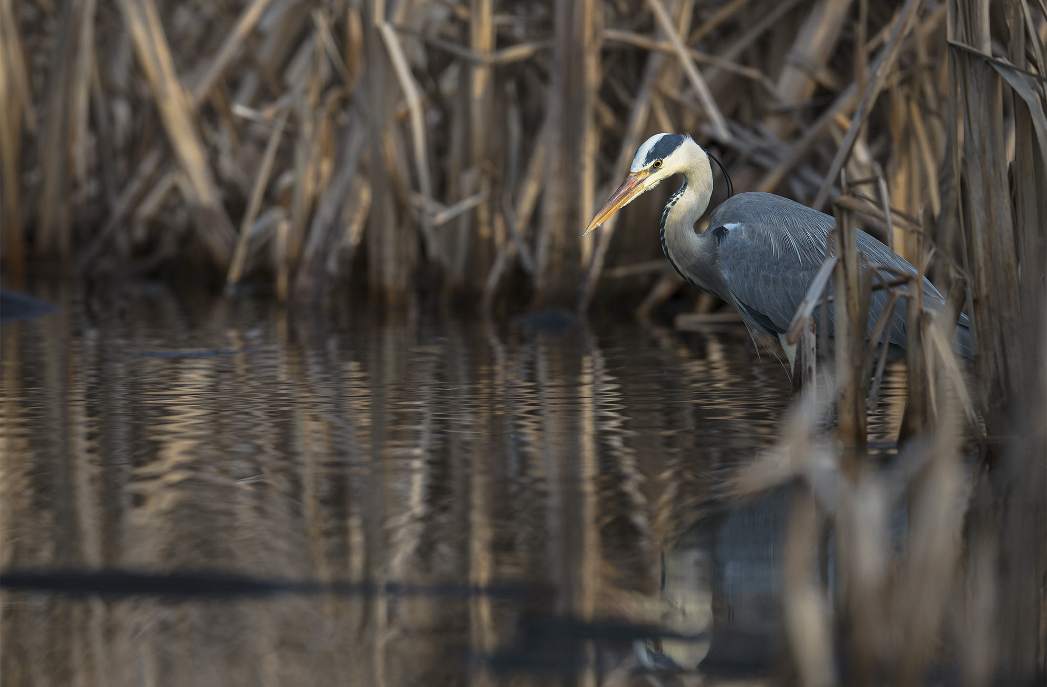 Nikon AF-S Nikkor 500mm F4E FL ED VR sample photo. Héron cendré (ardea cinerea) photography
