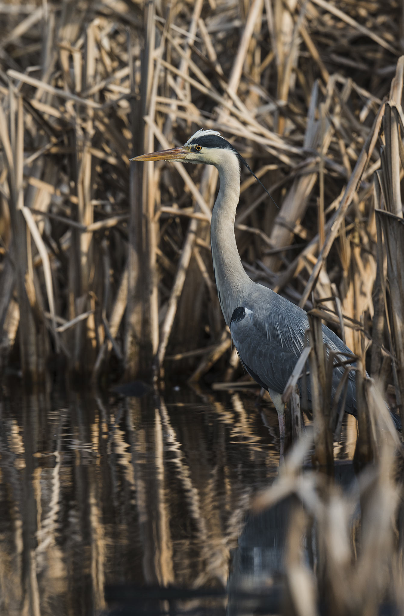 Nikon AF-S Nikkor 500mm F4E FL ED VR sample photo. Héron cendré (ardea cinerea) photography
