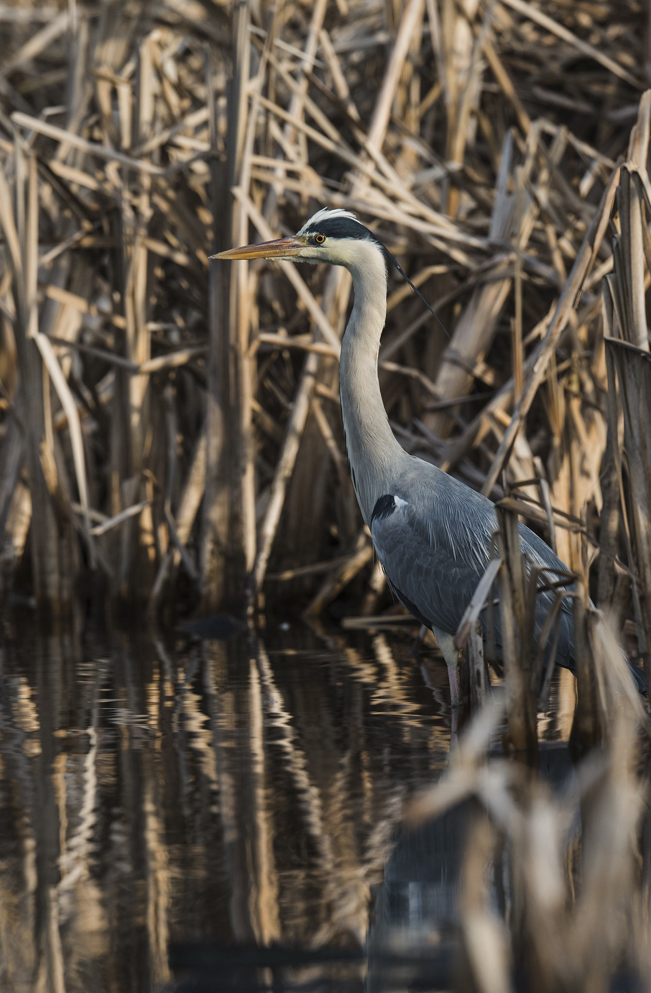 Nikon D800 + Nikon AF-S Nikkor 500mm F4E FL ED VR sample photo. Héron cendré (ardea cinerea) photography