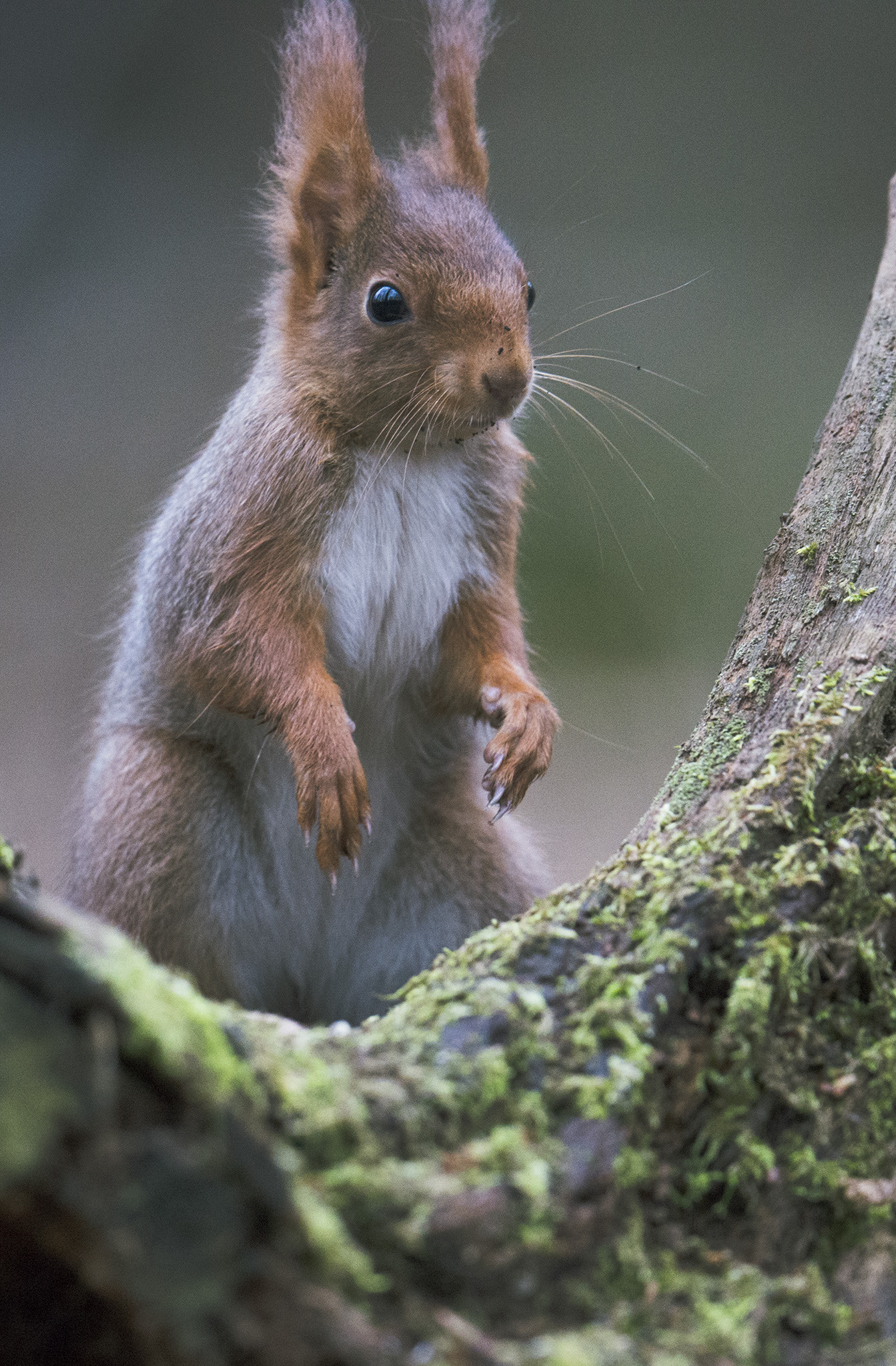 Nikon AF-S Nikkor 500mm F4E FL ED VR sample photo. Écureuil roux (sciurus vulgaris) photography