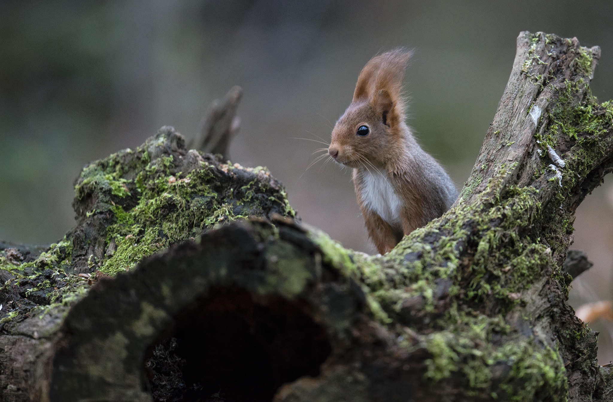 Nikon AF-S Nikkor 500mm F4E FL ED VR sample photo. Écureuil roux (sciurus vulgaris) photography
