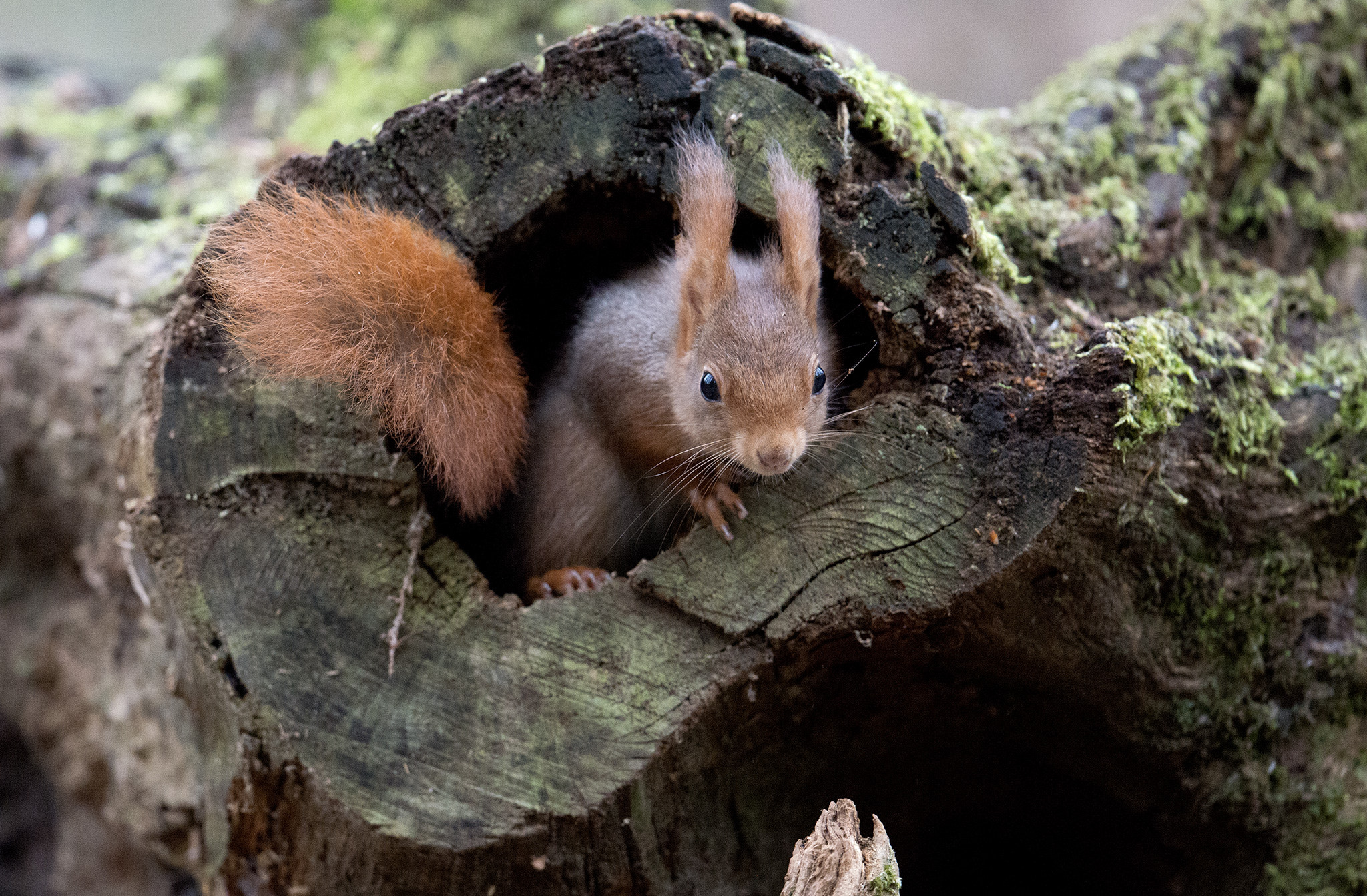 Nikon D800 + Nikon AF-S Nikkor 500mm F4E FL ED VR sample photo. Écureuil roux photography