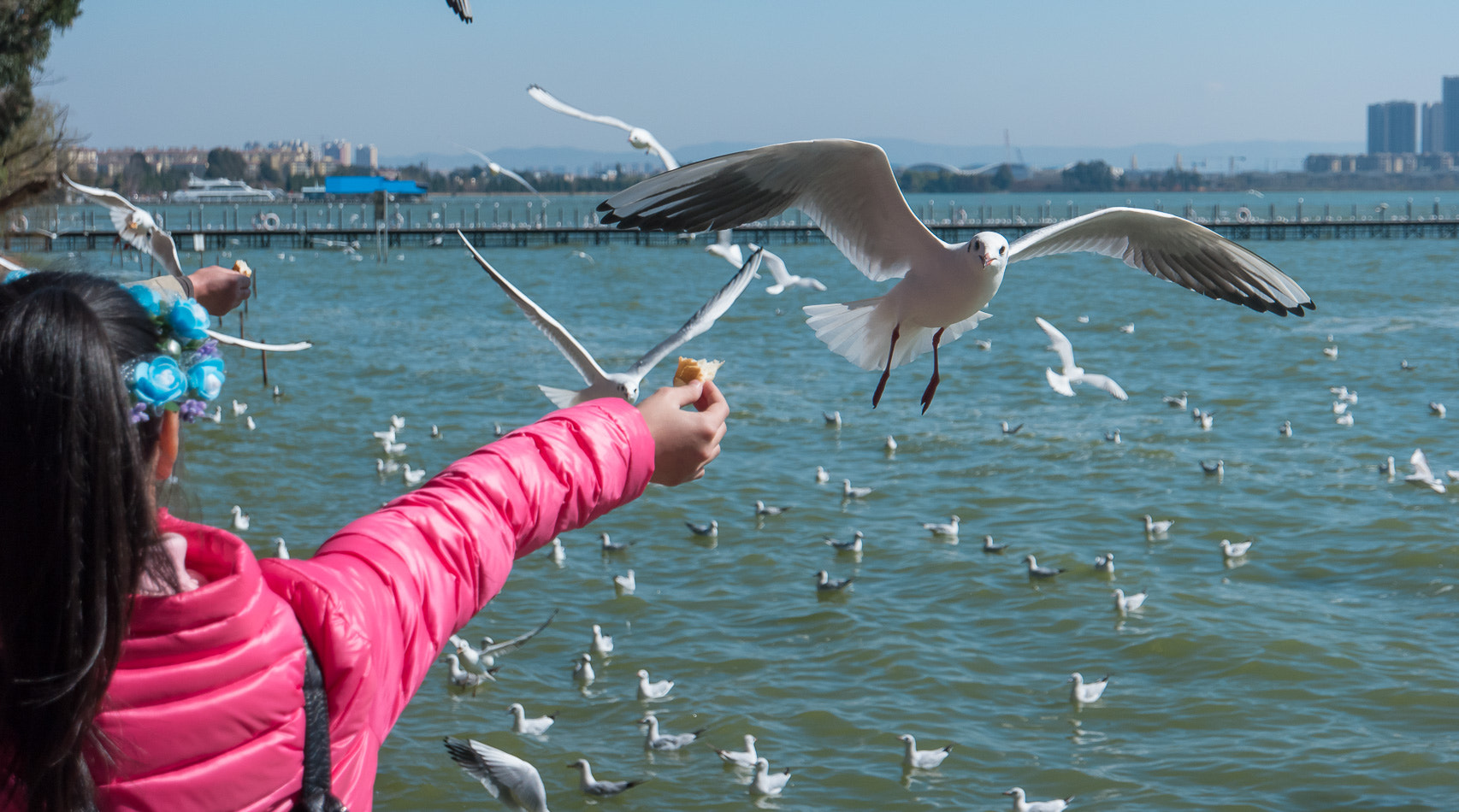 Samsung NX500 sample photo. Black headed gull photography