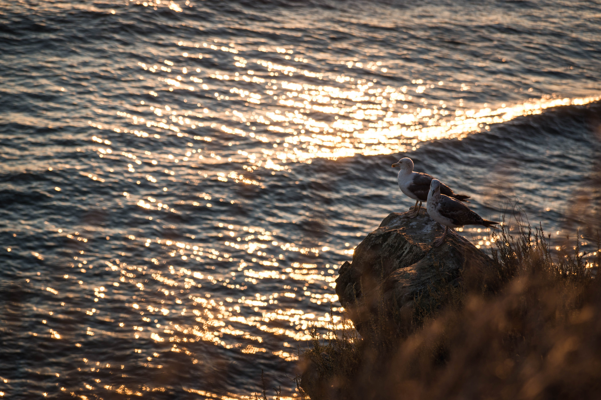 Sony SLT-A77 sample photo. The marine birds photography