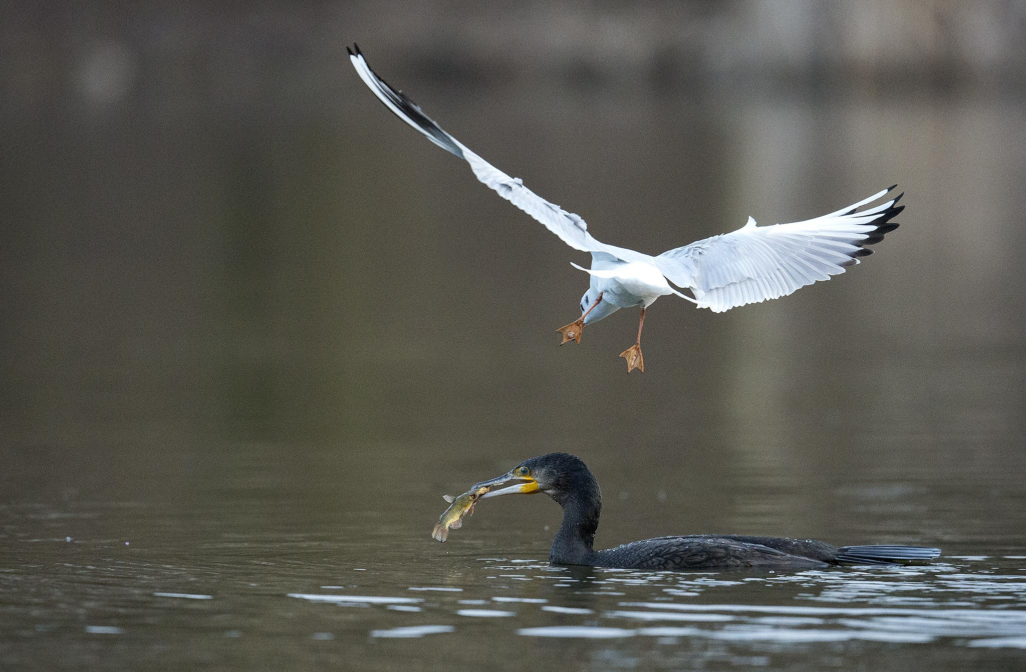 Nikon D800 + Nikon AF-S Nikkor 500mm F4E FL ED VR sample photo. Grand cormoran et mouette rieuse photography