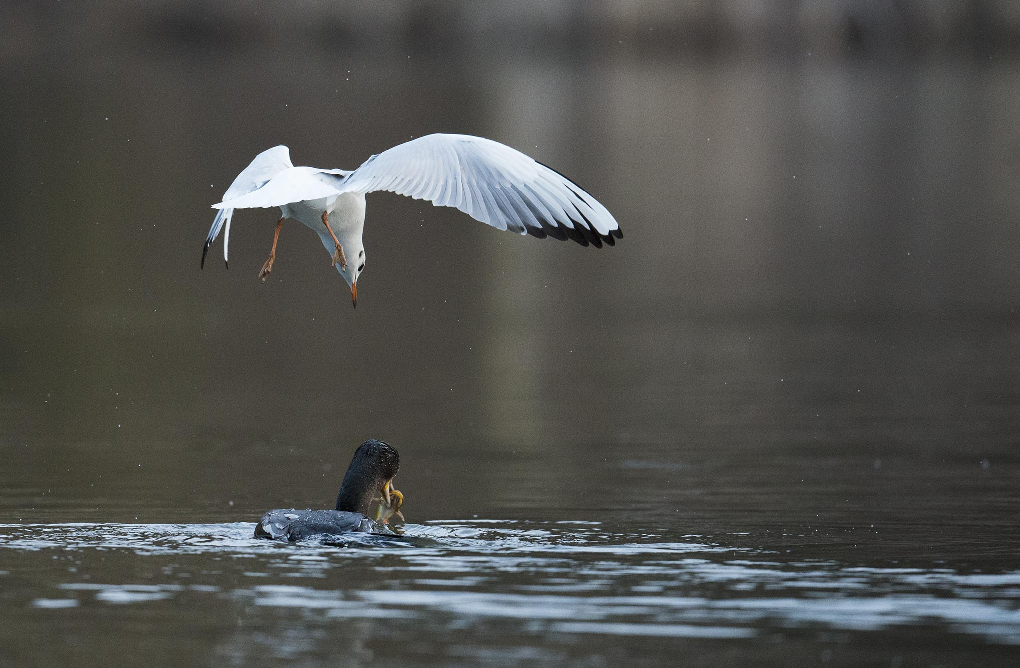 Nikon D800 + Nikon AF-S Nikkor 500mm F4E FL ED VR sample photo. Grand cormoran et mouette rieuse photography