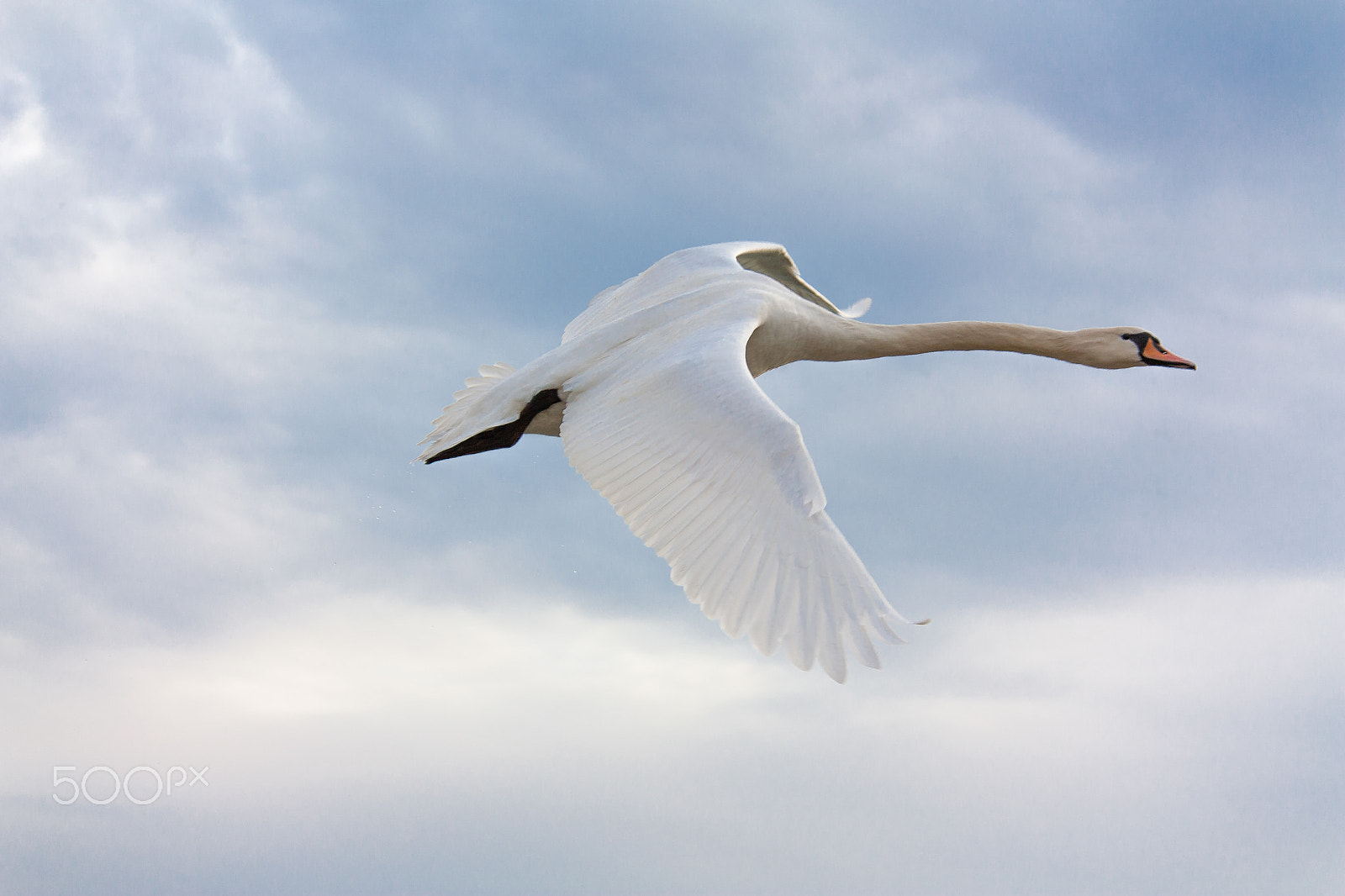 Canon EOS 450D (EOS Rebel XSi / EOS Kiss X2) sample photo. Swan photography