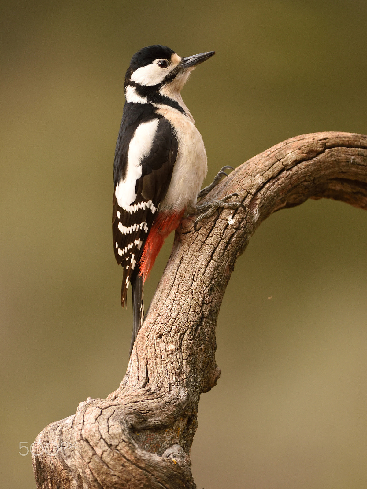 Nikon AF-S Nikkor 200-400mm F4G ED-IF VR sample photo. Dendrocopos major photography