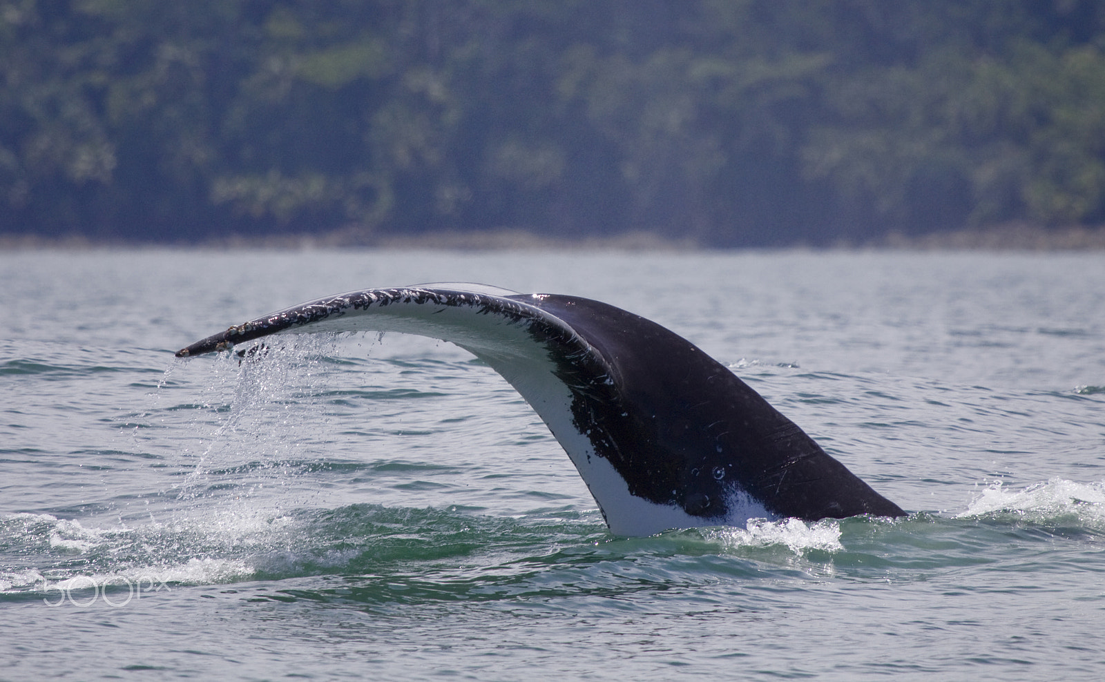 Canon EOS 50D + Canon EF 100-400mm F4.5-5.6L IS USM sample photo. Whale tail photography