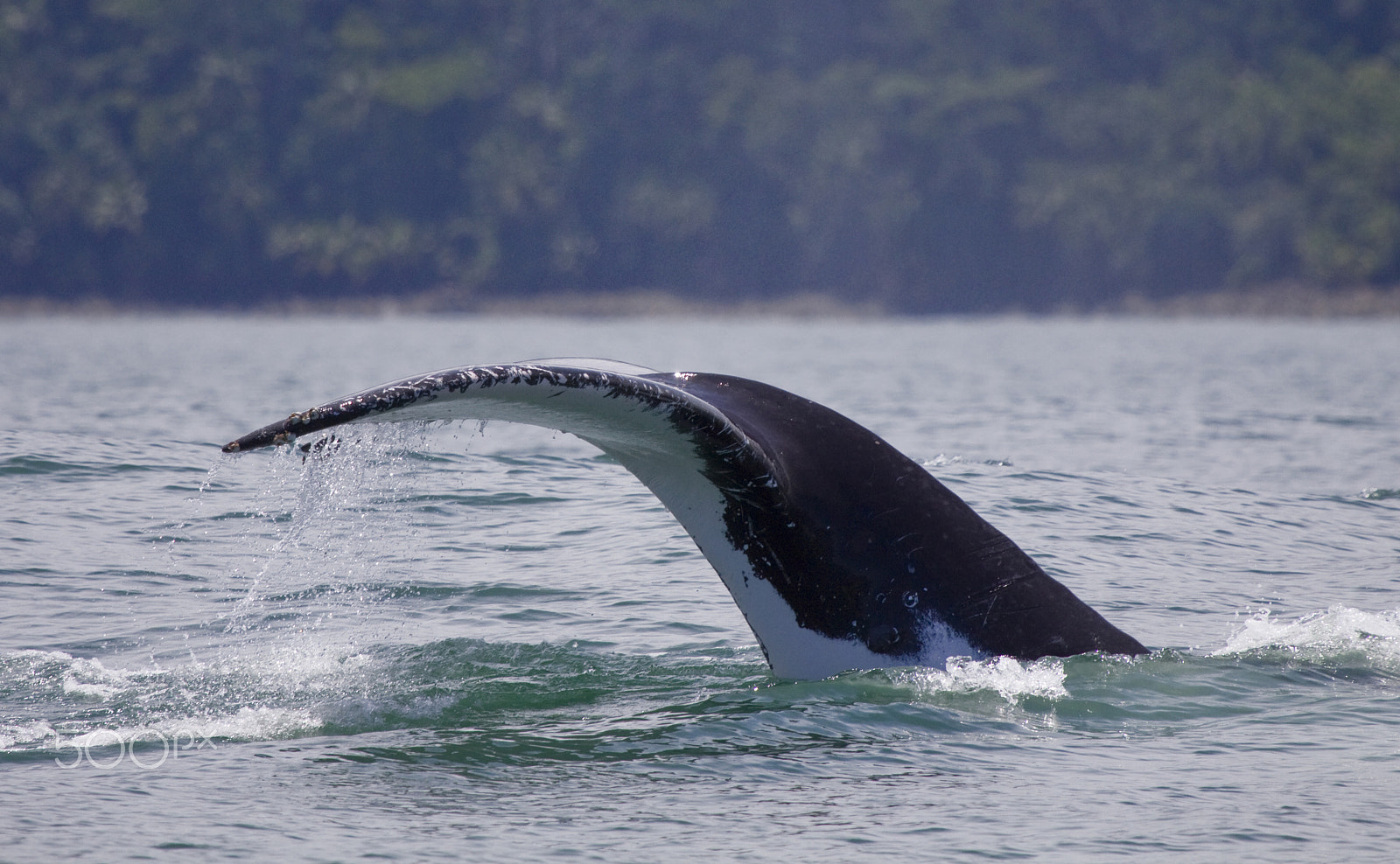 Canon EF 100-400mm F4.5-5.6L IS USM sample photo. Whale tail photography