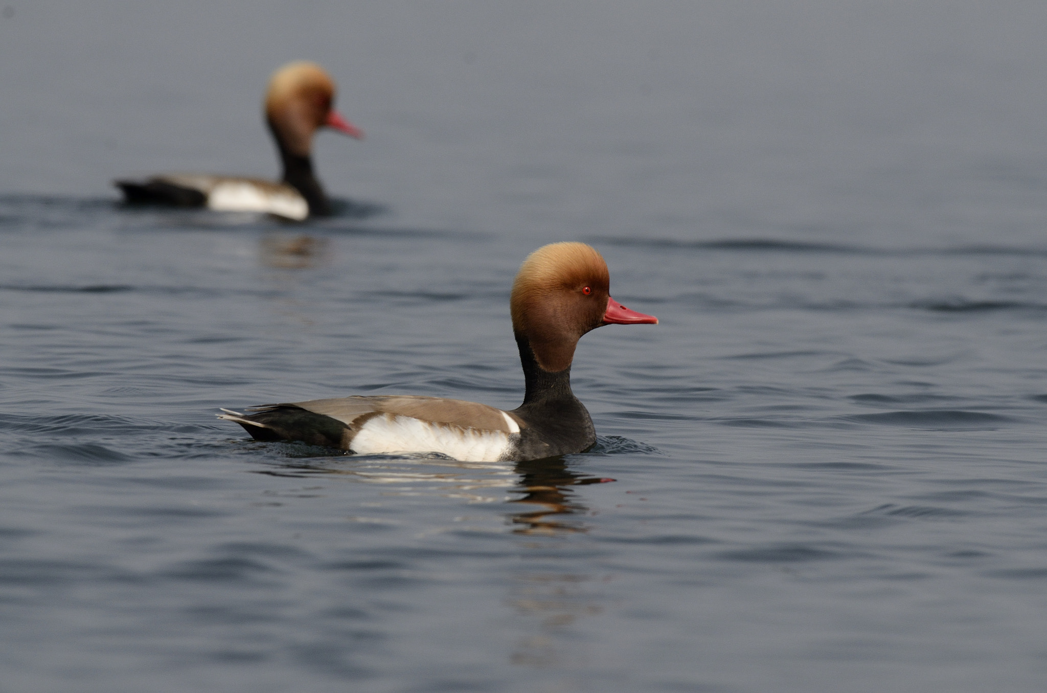 Nikon AF-S Nikkor 200-500mm F5.6E ED VR sample photo. Red-crested pochard photography