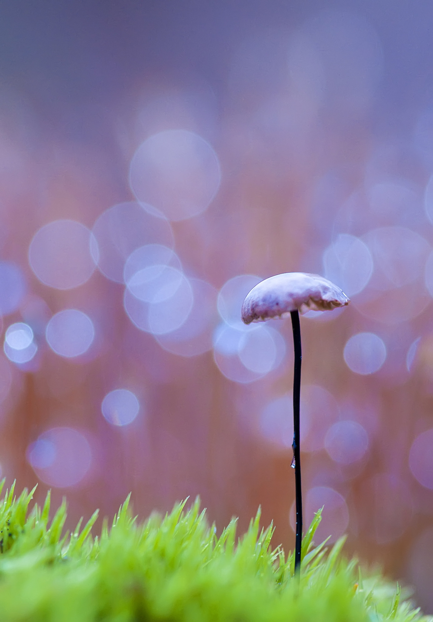 Nikon AF-S Micro-Nikkor 105mm F2.8G IF-ED VR sample photo. На тонкой ножке photography