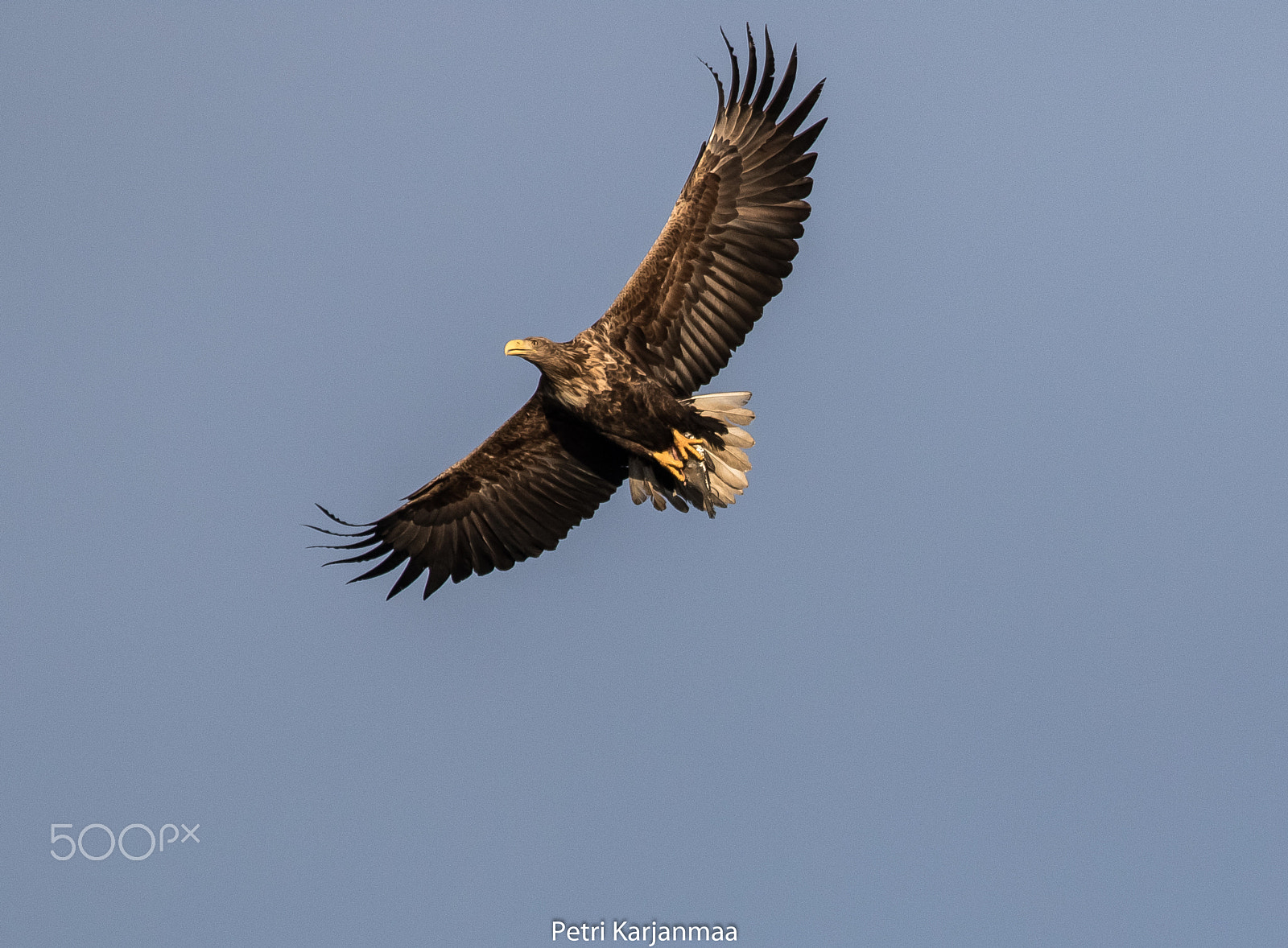 Canon EOS 7D Mark II + Canon EF 300mm f/2.8L + 1.4x sample photo. White-tailed eagle and fish photography
