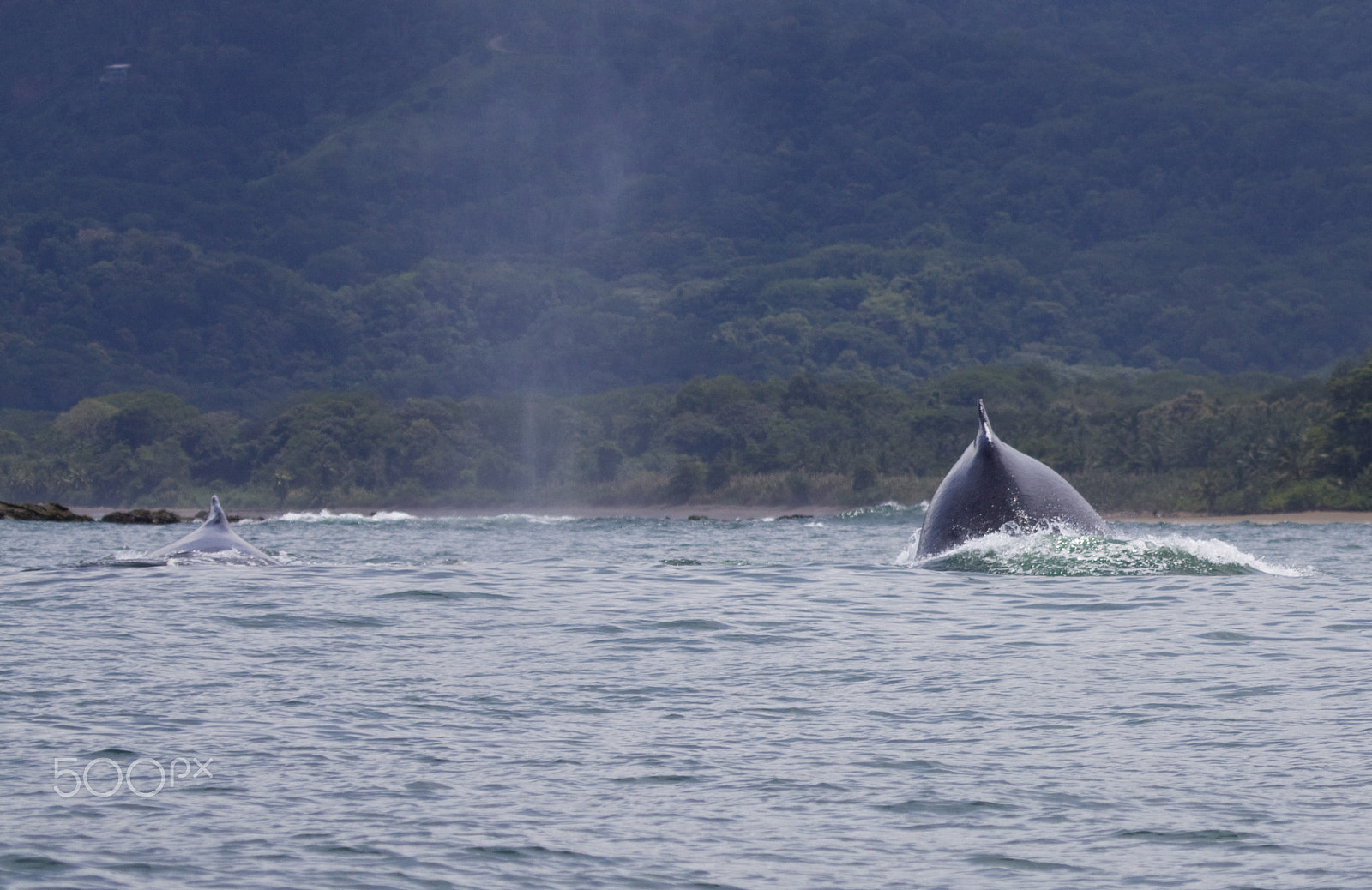 Canon EOS 50D + Canon EF 100-400mm F4.5-5.6L IS USM sample photo. Whales and more whales photography