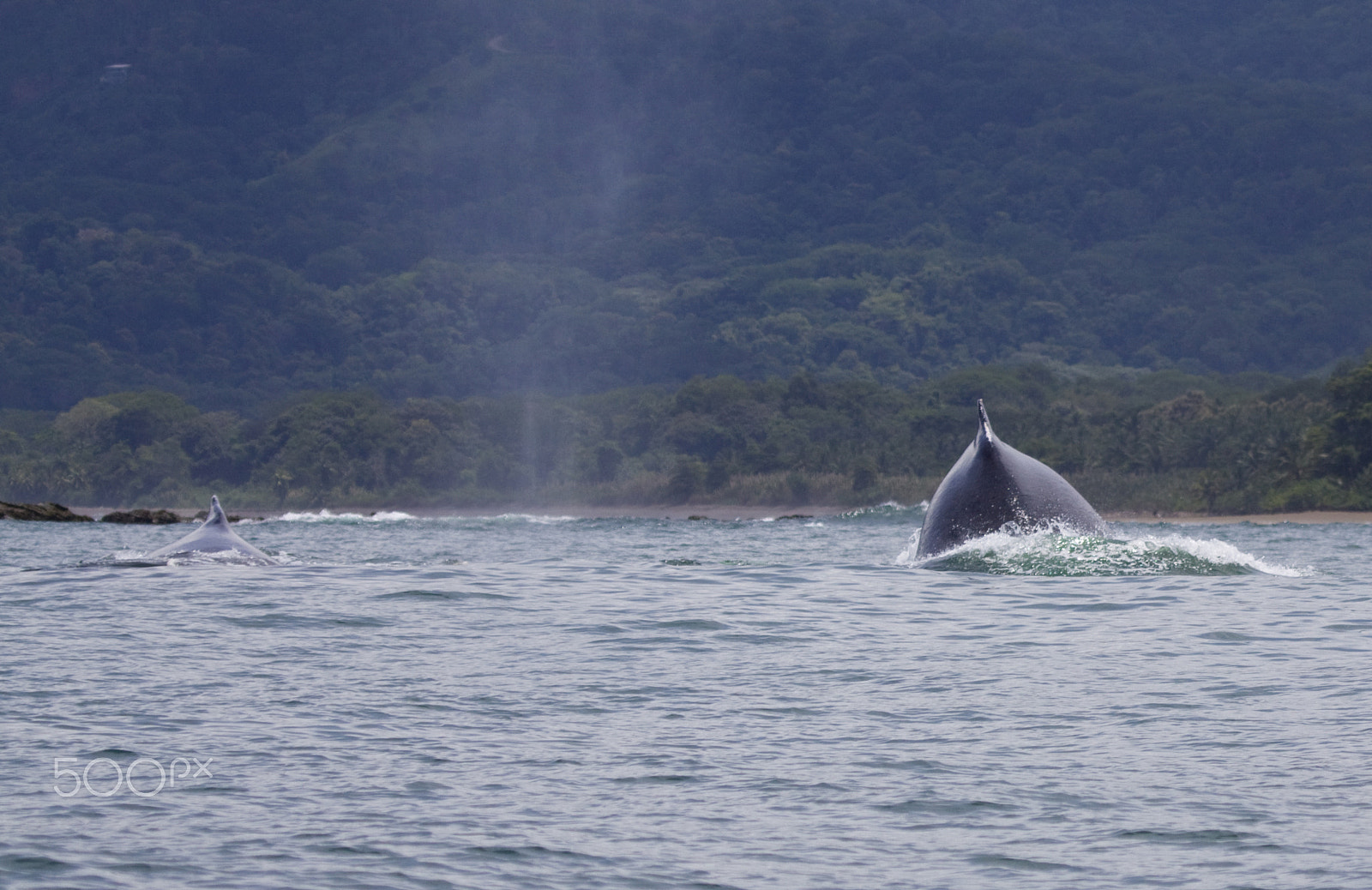 Canon EF 100-400mm F4.5-5.6L IS USM sample photo. Whales and more whales photography