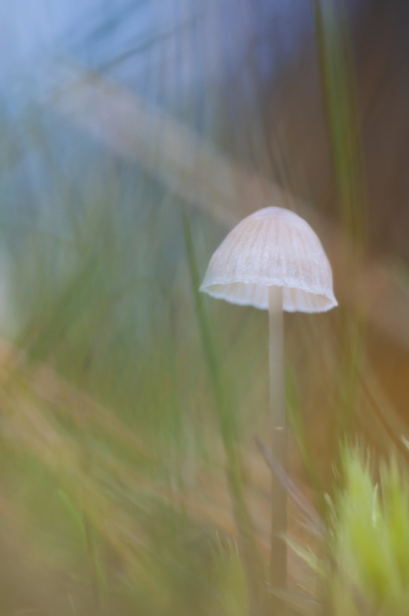 Nikon AF-S Micro-Nikkor 105mm F2.8G IF-ED VR sample photo. Цветной вариант photography