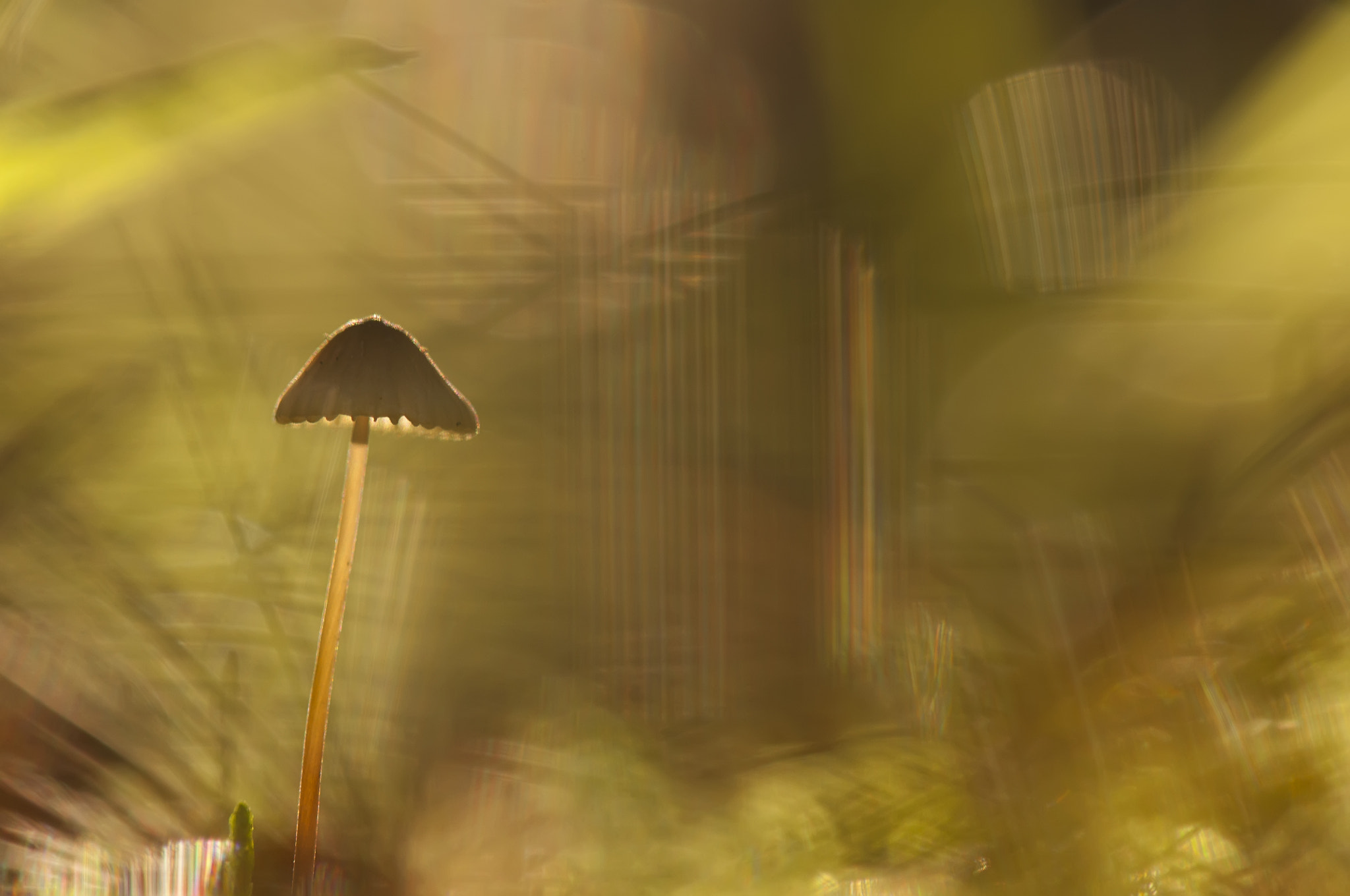 Nikon AF-S Micro-Nikkor 105mm F2.8G IF-ED VR sample photo. С бокешками :) photography