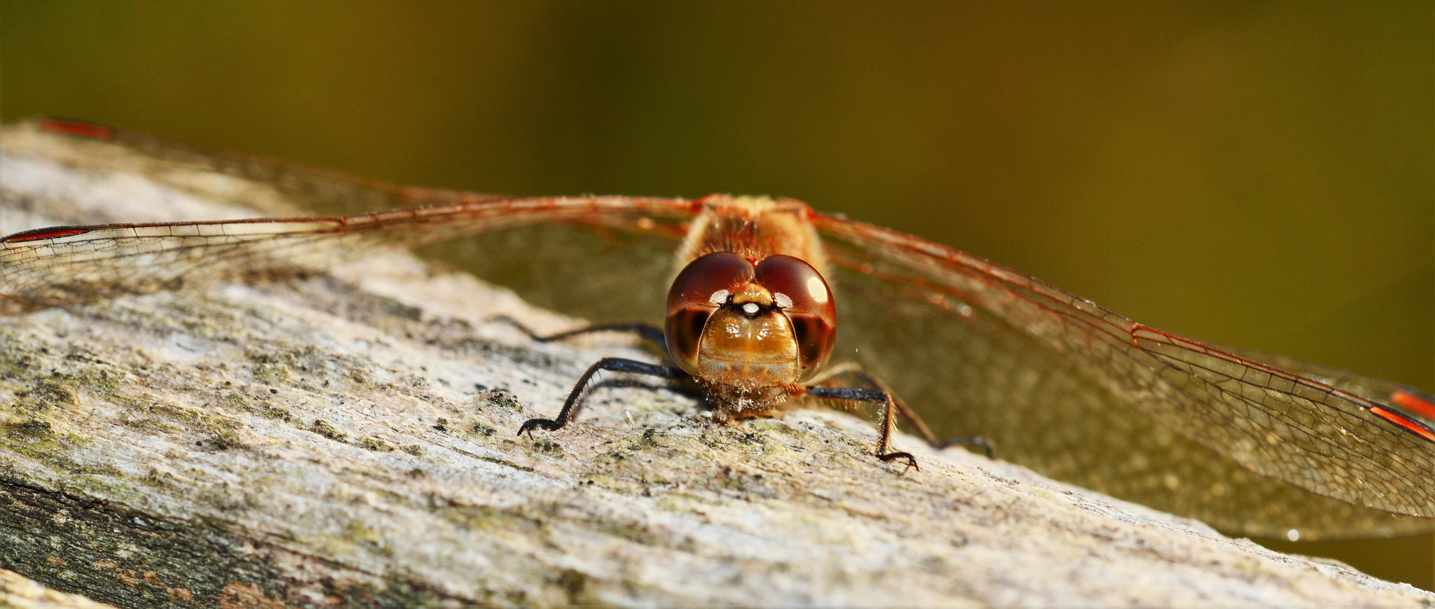 Sigma 105mm F2.8 EX DG OS HSM sample photo. Big eyes photography