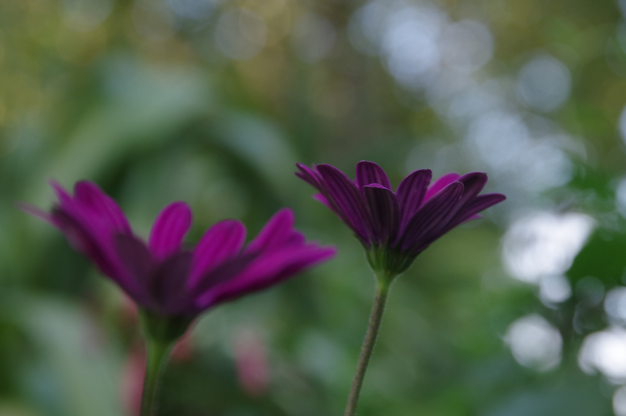 Pentax K-3 II sample photo. She talk to angel photography