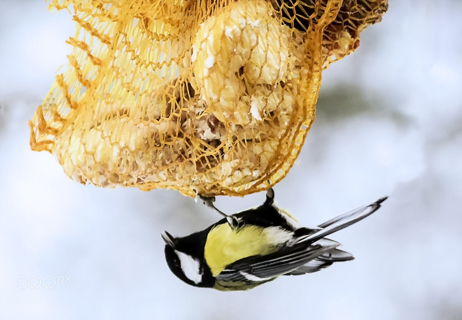 Canon EOS 600D (Rebel EOS T3i / EOS Kiss X5) sample photo. Great tit feeding photography