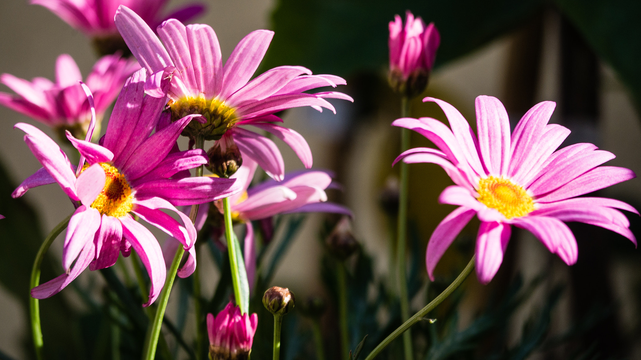 Panasonic Lumix DMC-GX7 sample photo. 5/52. ten shots photography