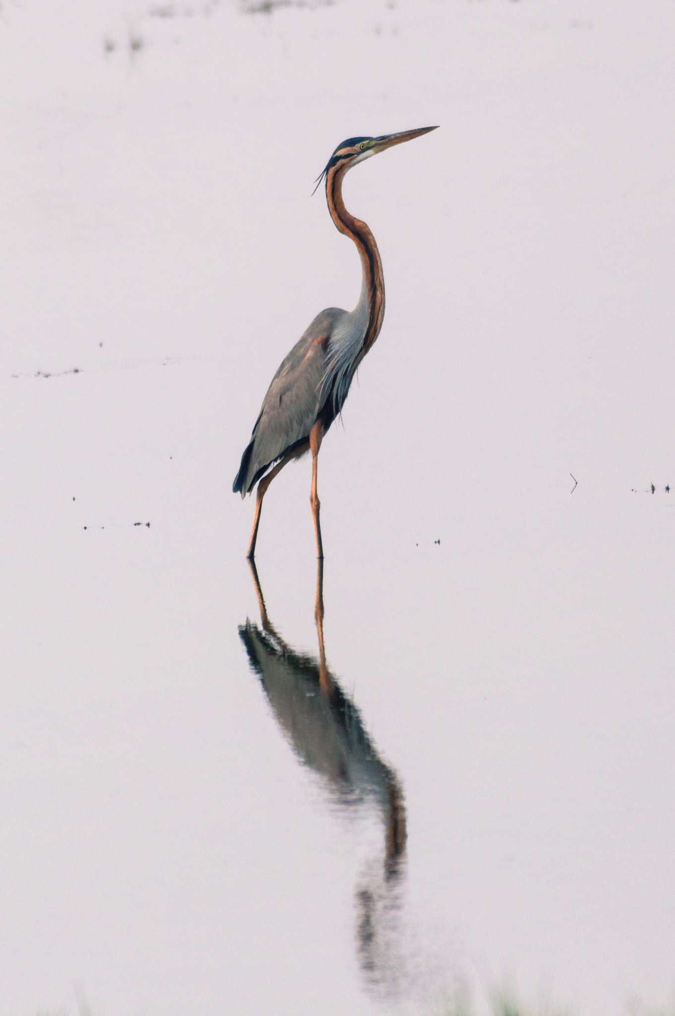 Nikon AF-S Nikkor 200-500mm F5.6E ED VR sample photo. Reflections photography
