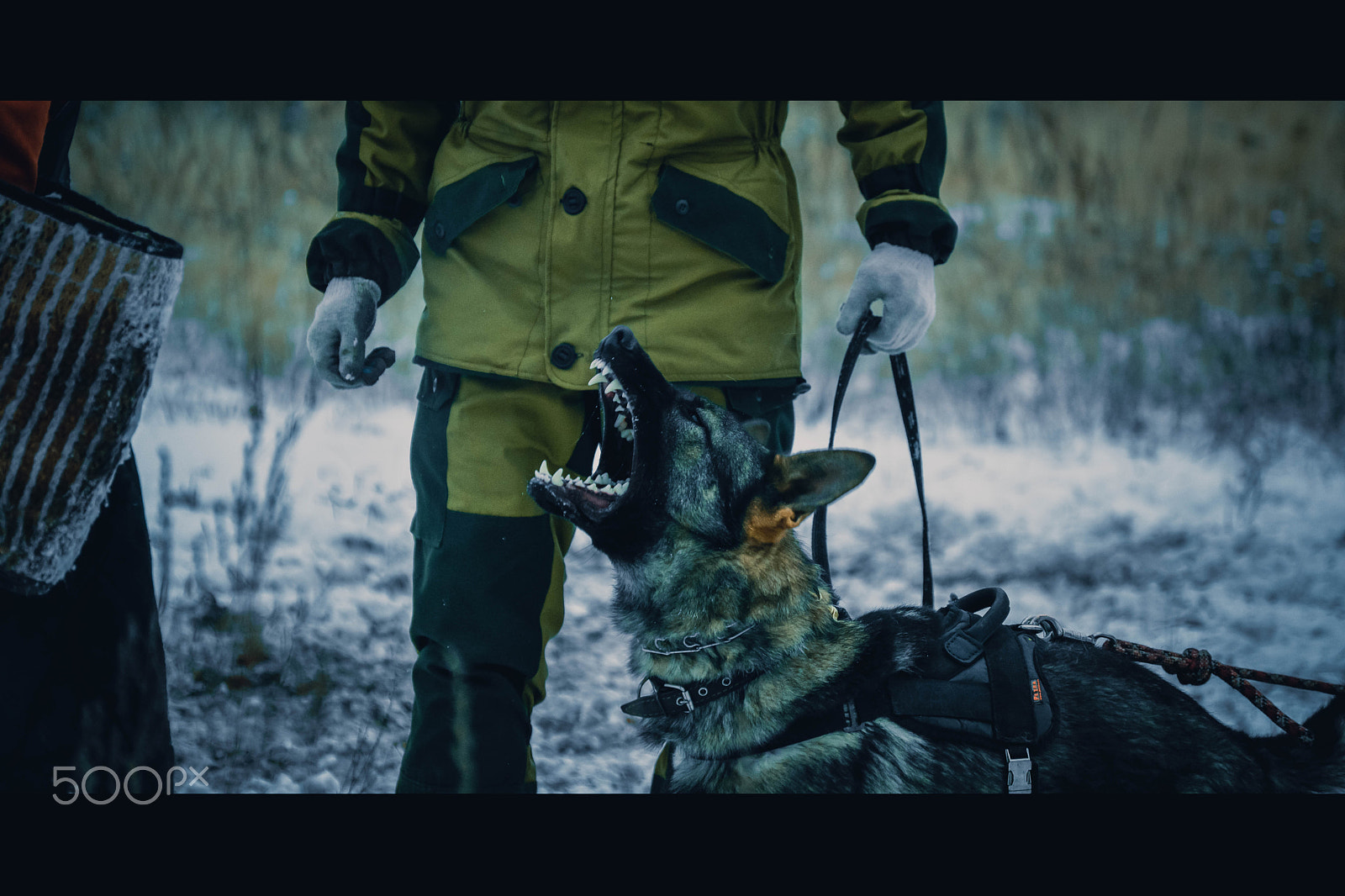 Nikon D5200 sample photo. Police dog photography