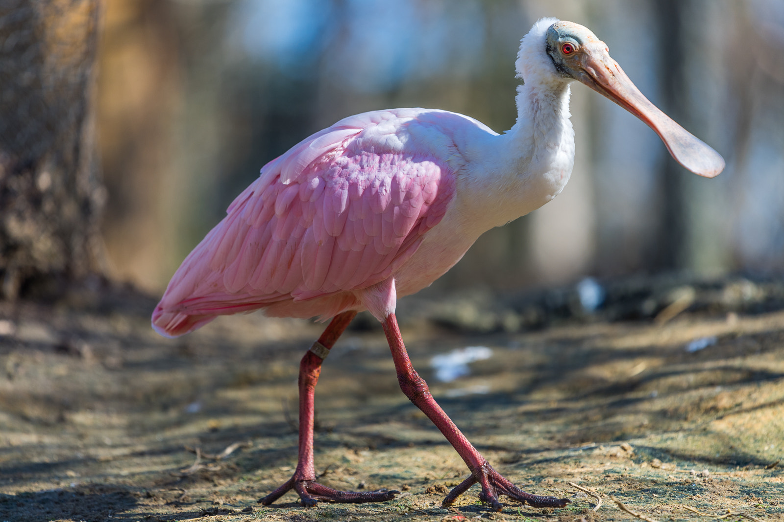 Nikon Nikkor AF-S 300mm F4E PF ED VR sample photo