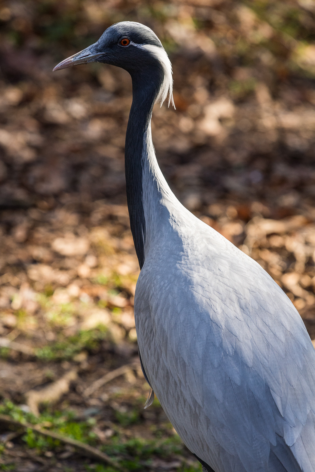 Nikon Nikkor AF-S 300mm F4E PF ED VR sample photo