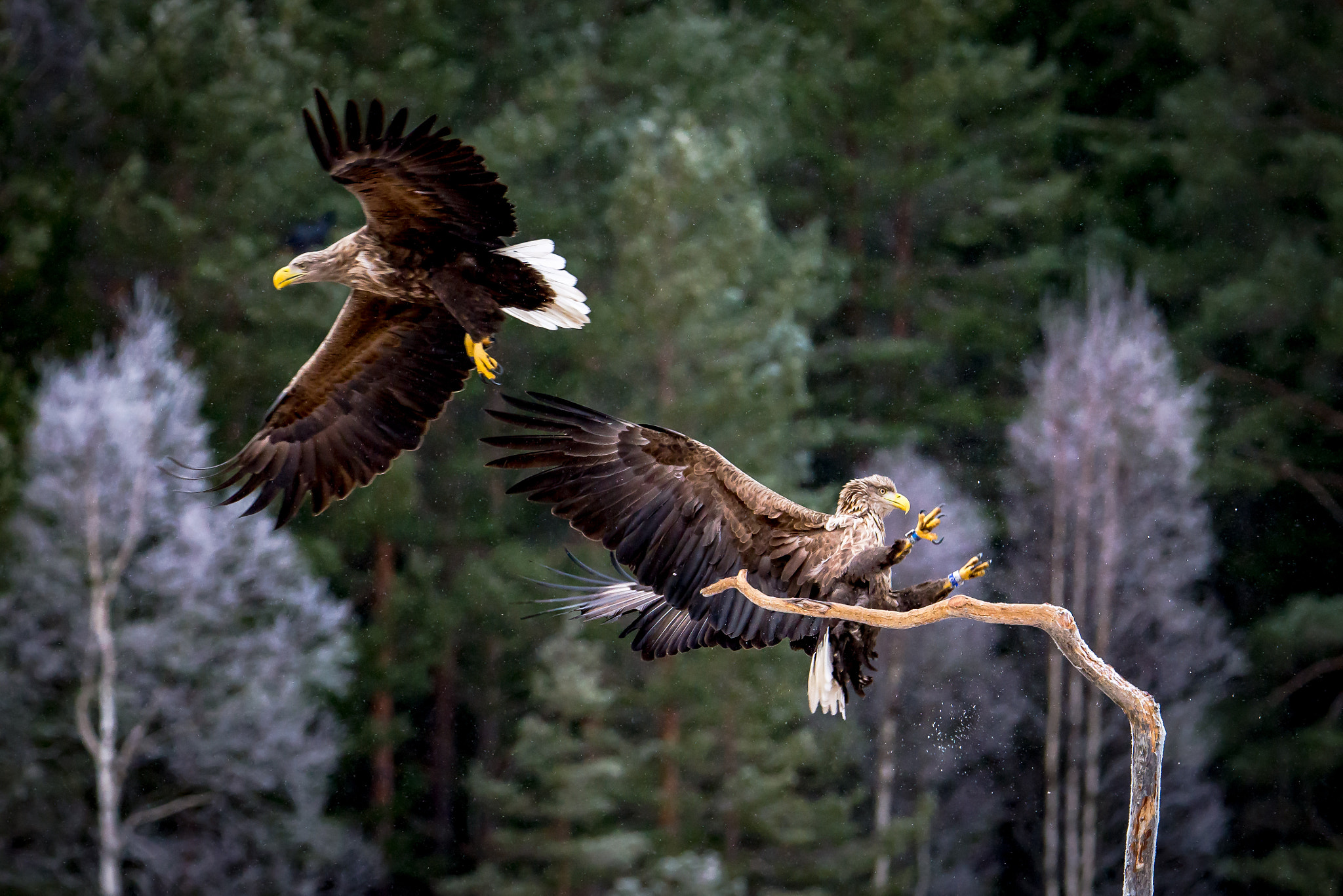 Nikon D610 + Sigma 50mm F2.8 EX DG Macro sample photo. Sea eagle photography