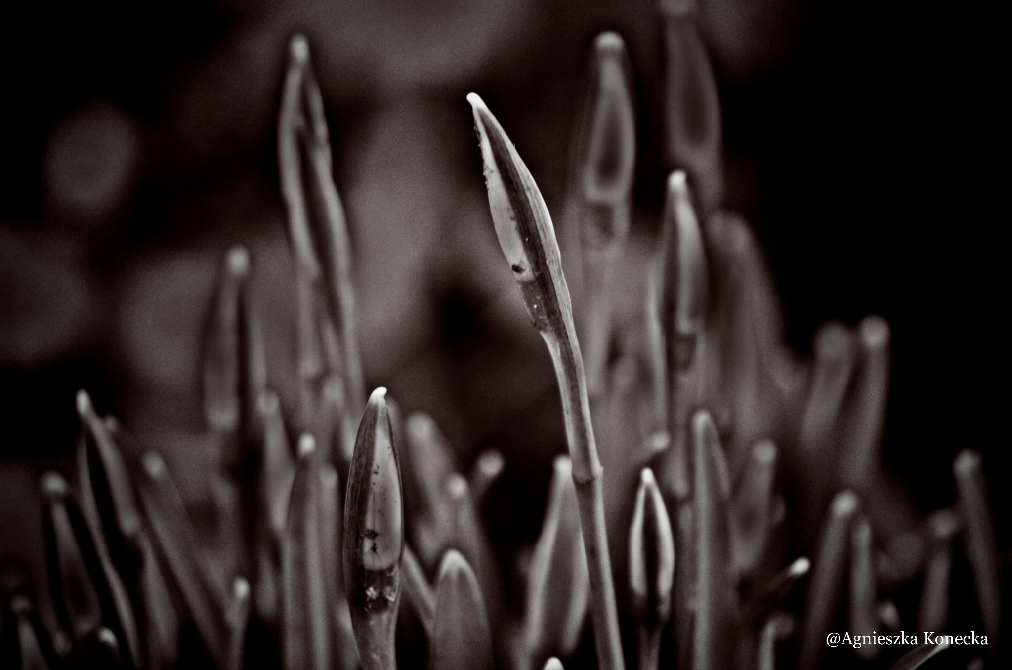 HD Pentax DA 55-300mm F4.0-5.8 ED WR sample photo. Snowdrops photography