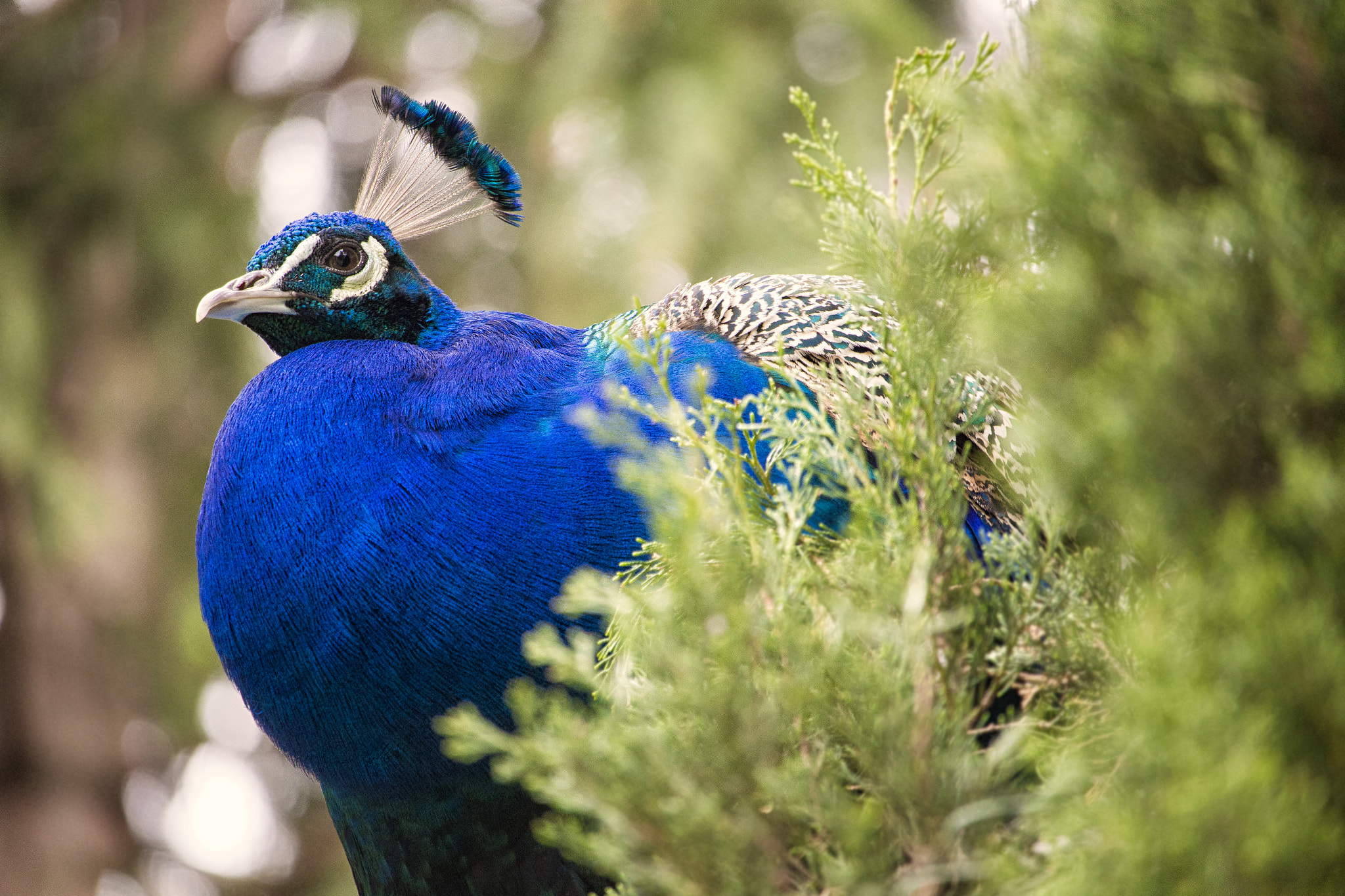Canon EF-S 55-250mm F4-5.6 IS STM sample photo. <О# photography